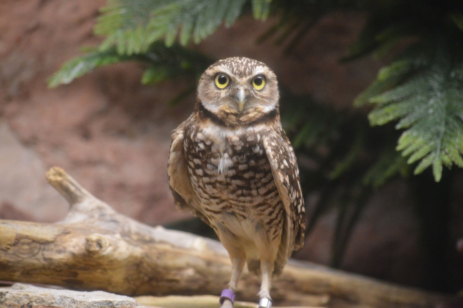 Nikon D3200 sample photo. Owl, speckled, wings photography