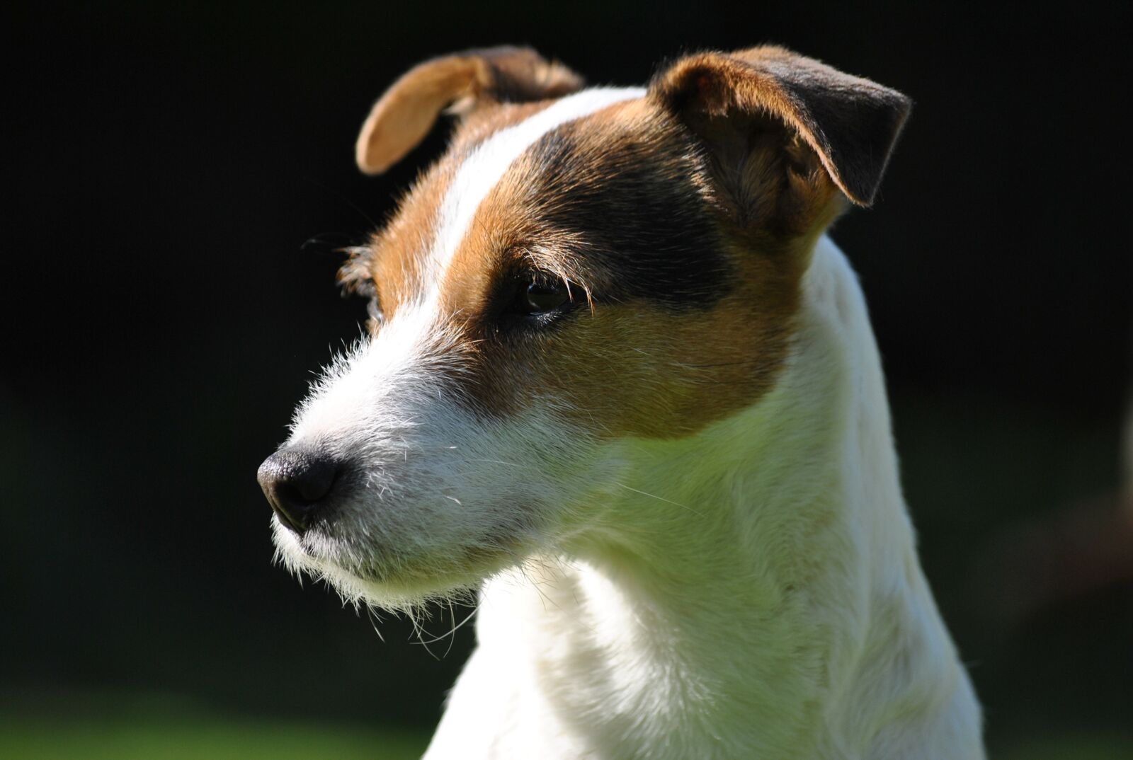 Nikon D3000 sample photo. Parson russell, dog look photography