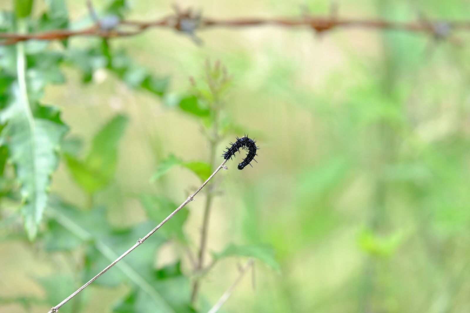 Fujifilm XF 55-200mm F3.5-4.8 R LM OIS sample photo. Caterpillar, black, peacock butterfly photography