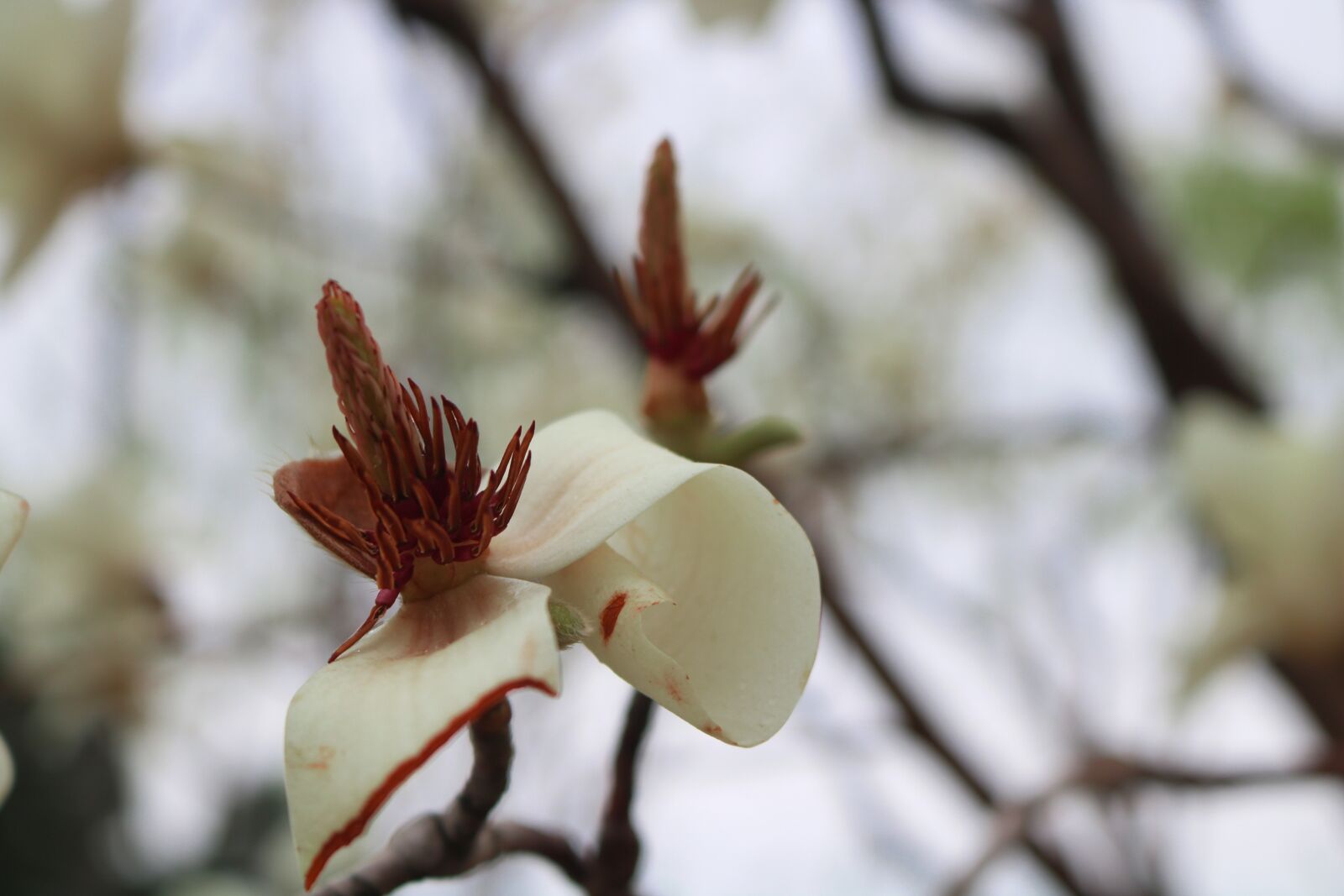 Canon EOS 750D (EOS Rebel T6i / EOS Kiss X8i) sample photo. Flower, nature, plant photography