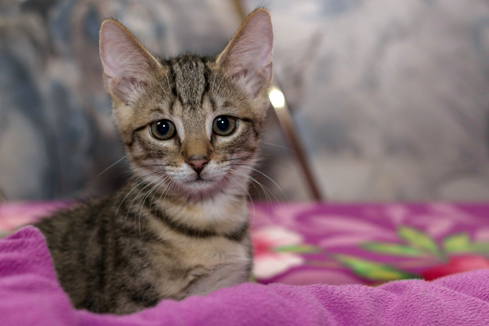 Canon EOS 600D (Rebel EOS T3i / EOS Kiss X5) + Canon EF 50mm F1.8 II sample photo. Cat, small, mackerel photography