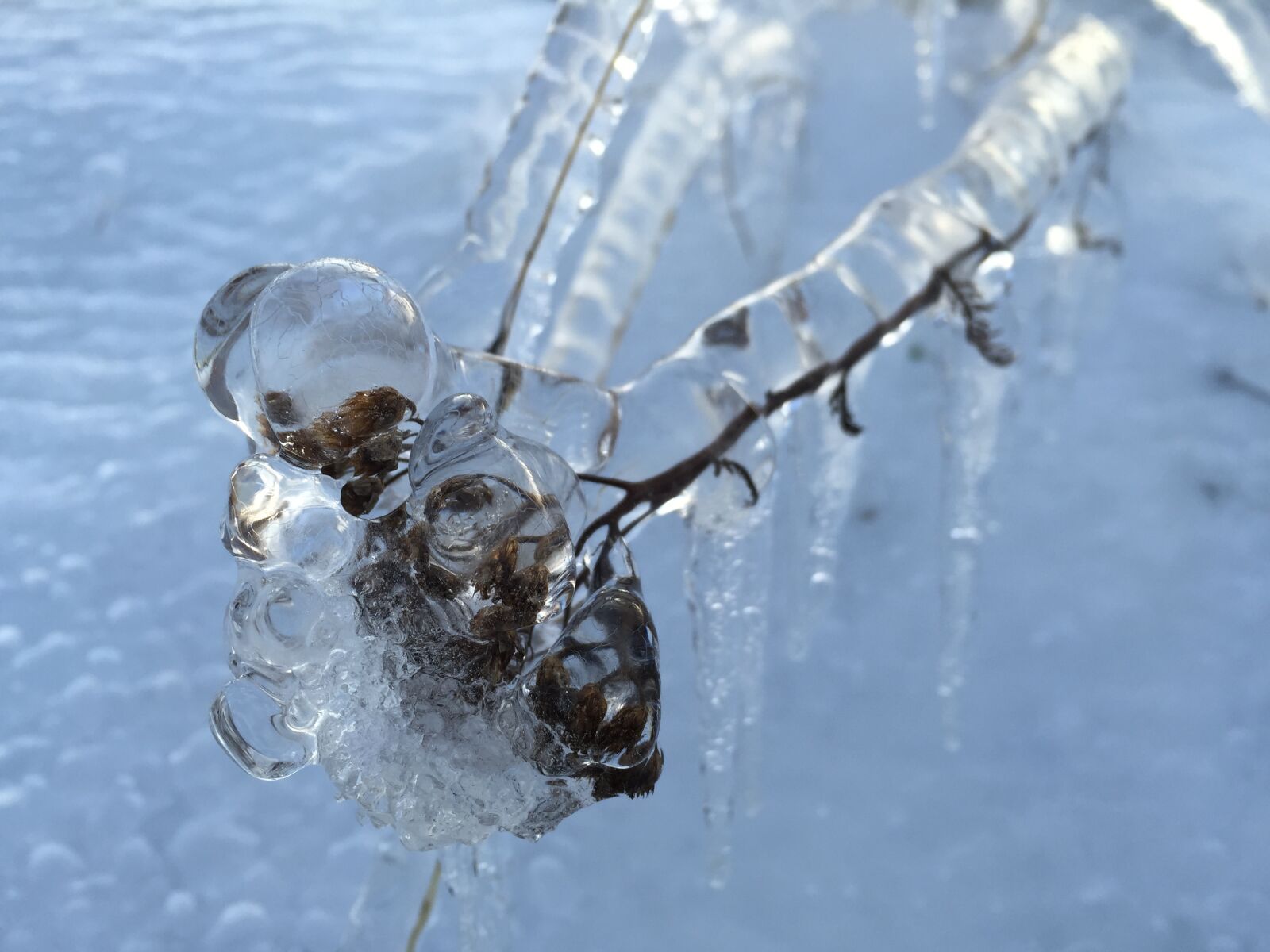 Apple iPhone 6 sample photo. Ice, winter, frozen photography