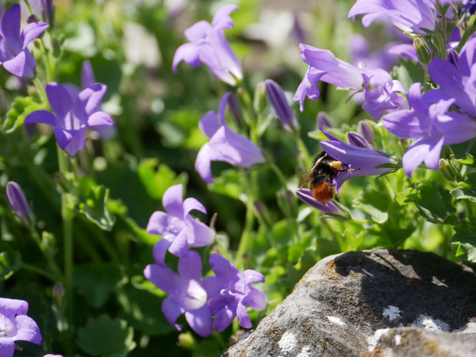 Panasonic DMC-G81 sample photo. Hummel, nectar, blossom photography