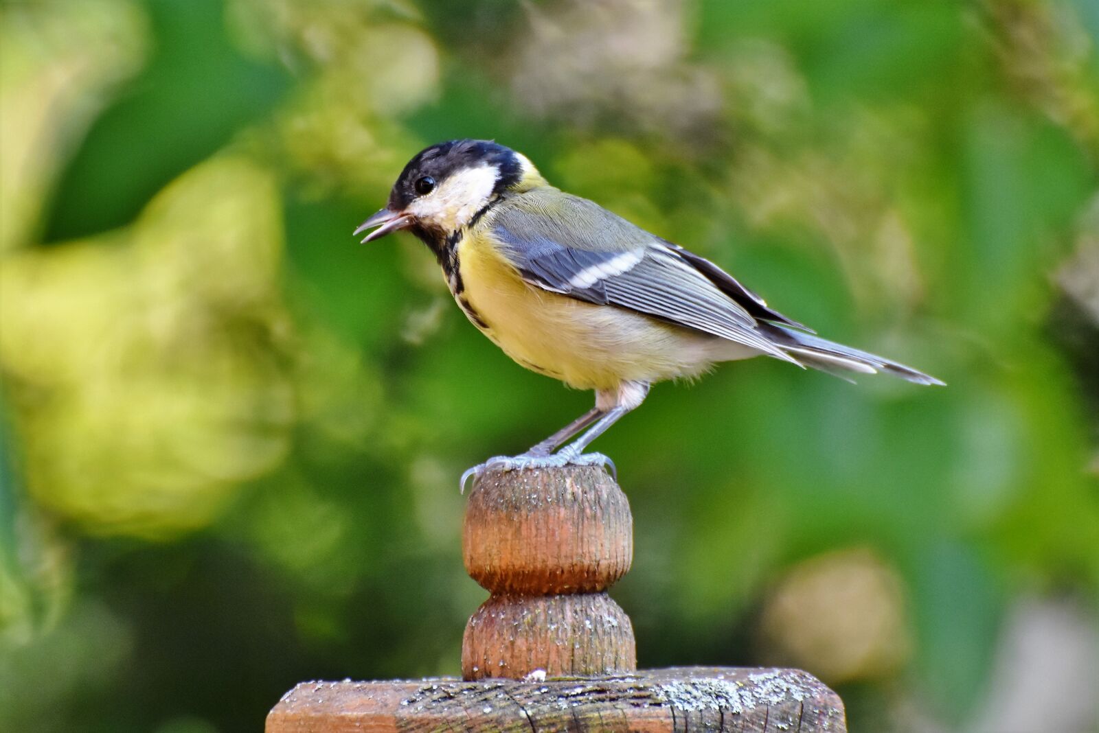 Nikon D7200 sample photo. Tit, songbird, small bird photography