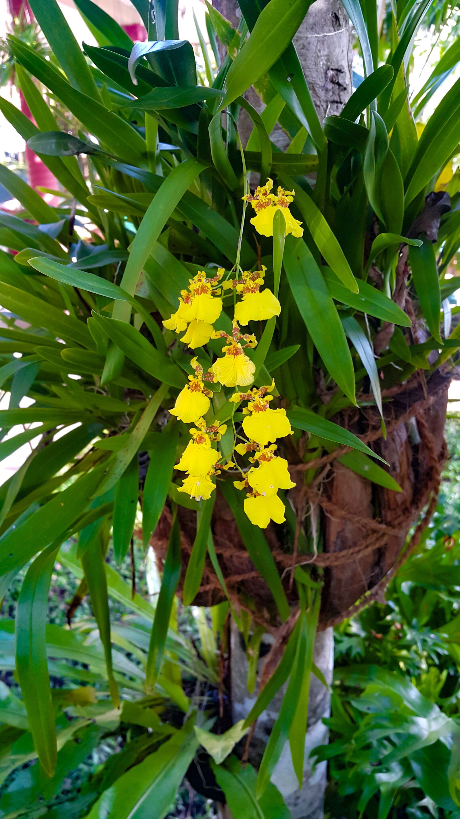 Samsung Galaxy Note4 sample photo. Dancing orchids, sri lanka photography