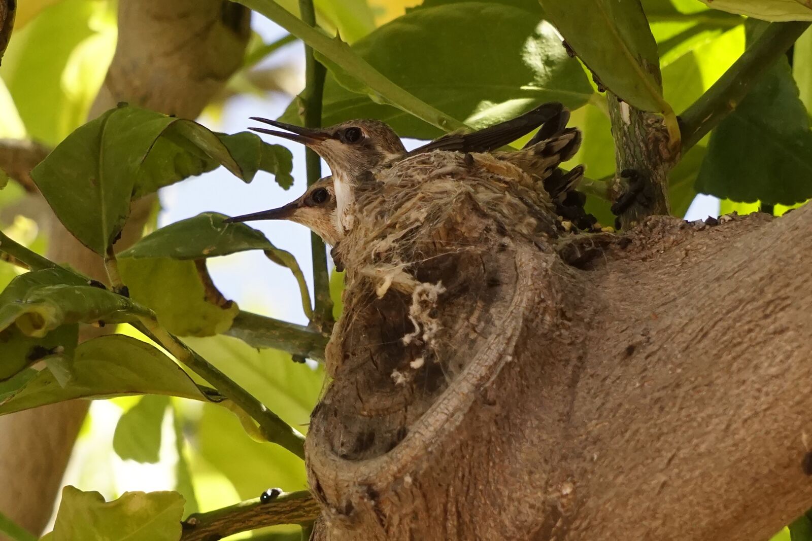 Sony E 55-210mm F4.5-6.3 OSS sample photo. Hummingbird, baby birds, lemon photography