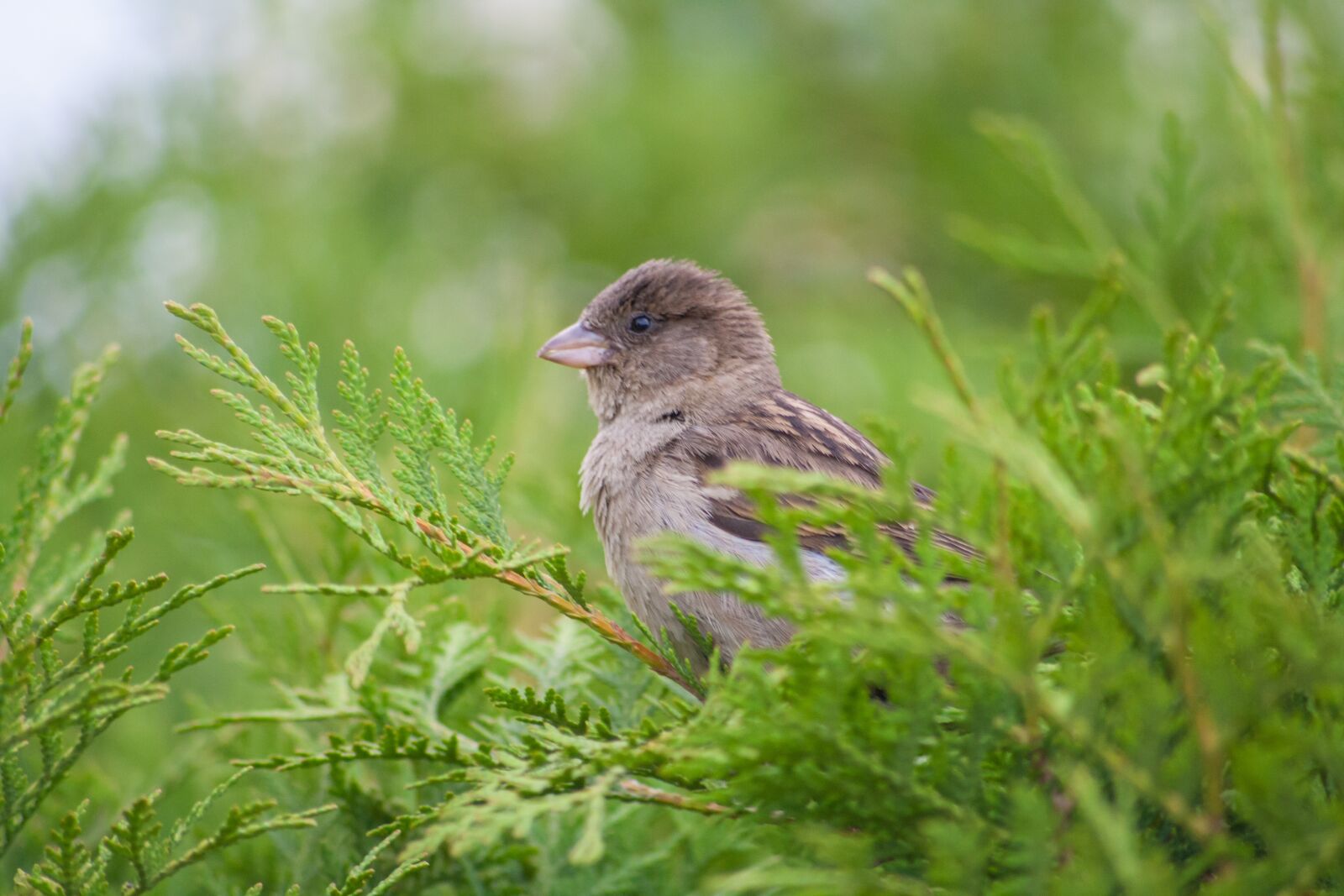 Canon EOS 1000D (EOS Digital Rebel XS / EOS Kiss F) sample photo. Sparrow, bird, tree photography