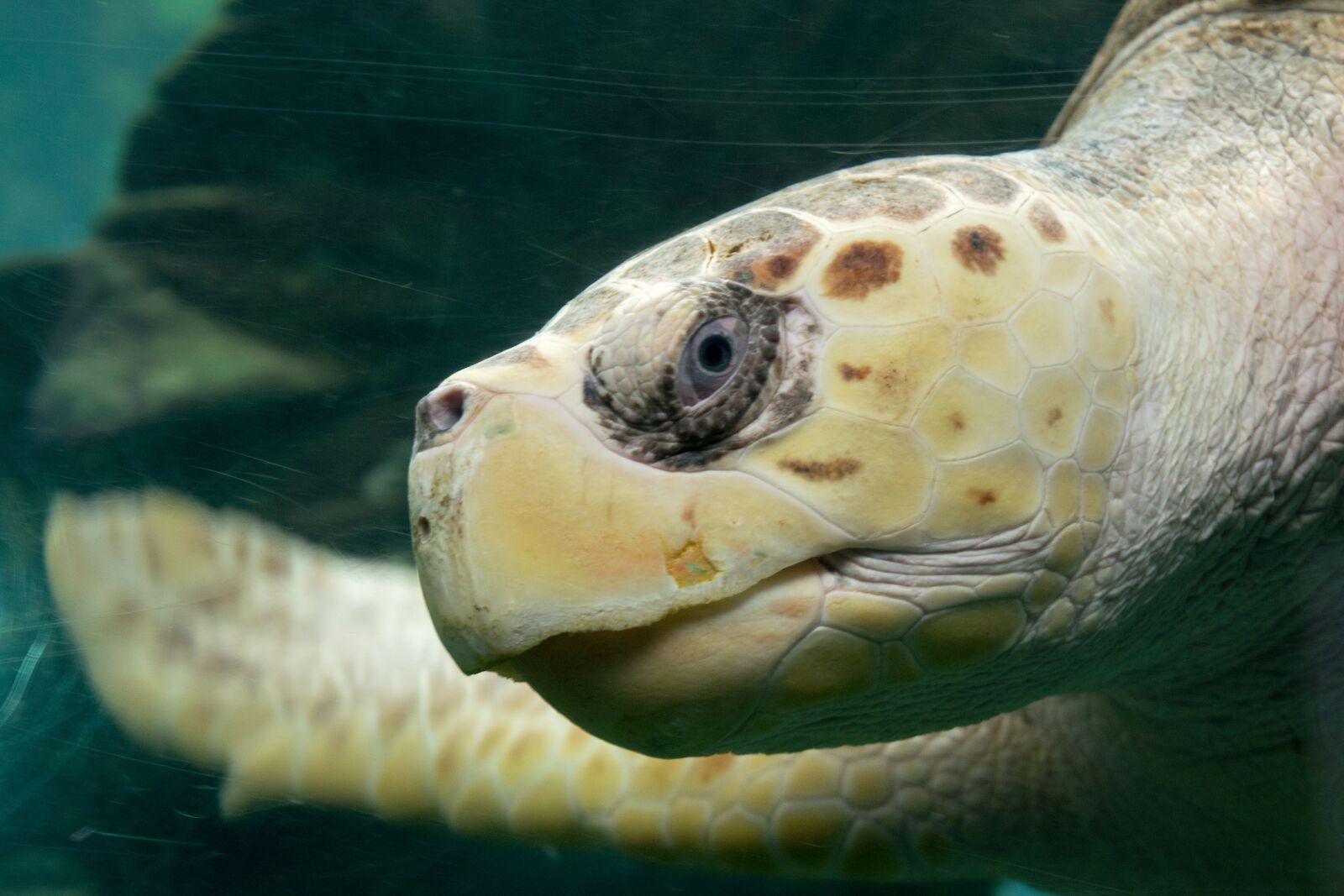 Nikon D3300 sample photo. Turtle, ocean, nature photography