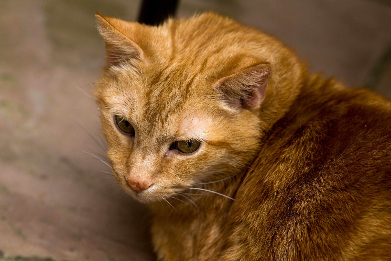 Canon EOS-1D X sample photo. Cat, pet, fur photography