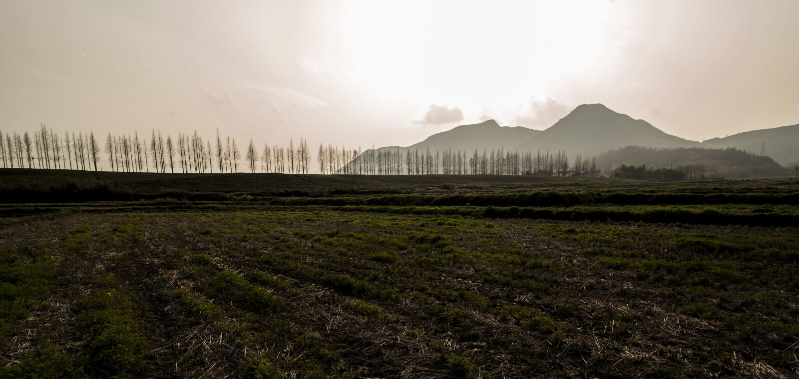 Nikon D800 sample photo. Moganshan, tree, highway photography