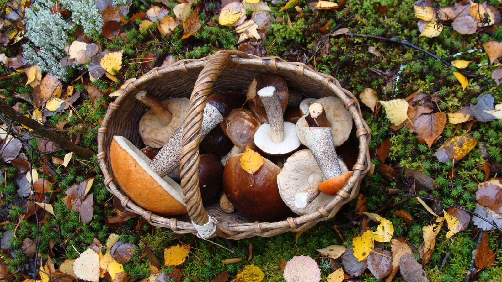 Sony Cyber-shot DSC-H10 sample photo. Mushrooms, basket, autumn photography