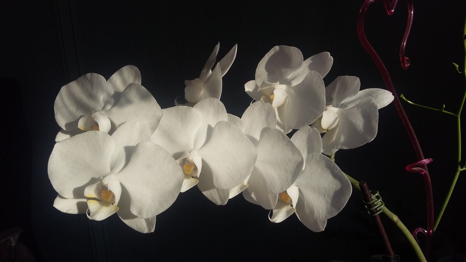 Samsung Galaxy Grand Prime sample photo. Flowers, orchids, exotic photography