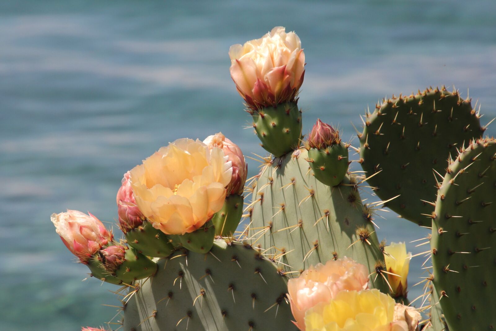 Canon EOS 60D sample photo. Plant, cactus, nature photography