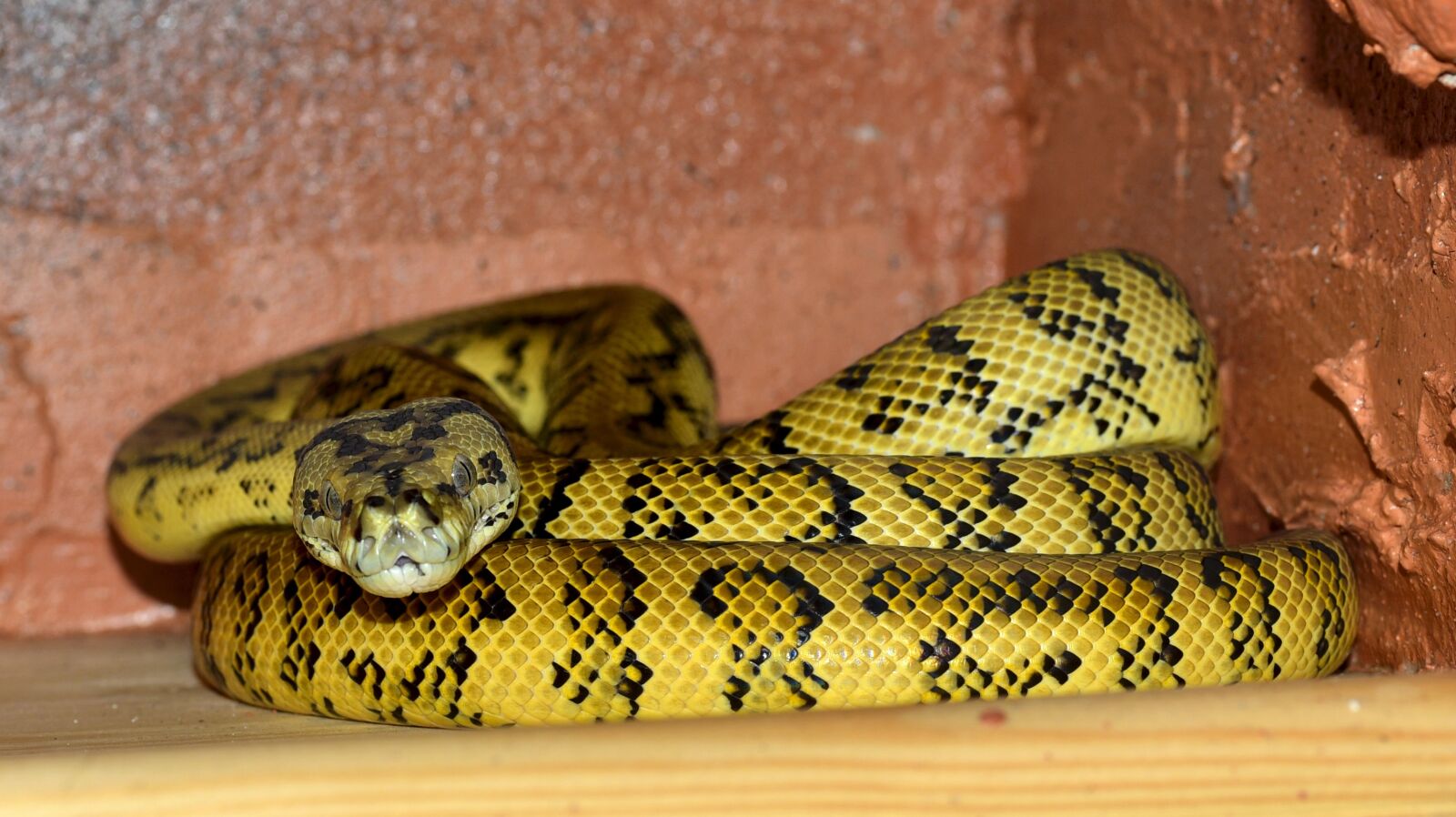 Nikon D750 sample photo. Snake, bundled, yellow black photography