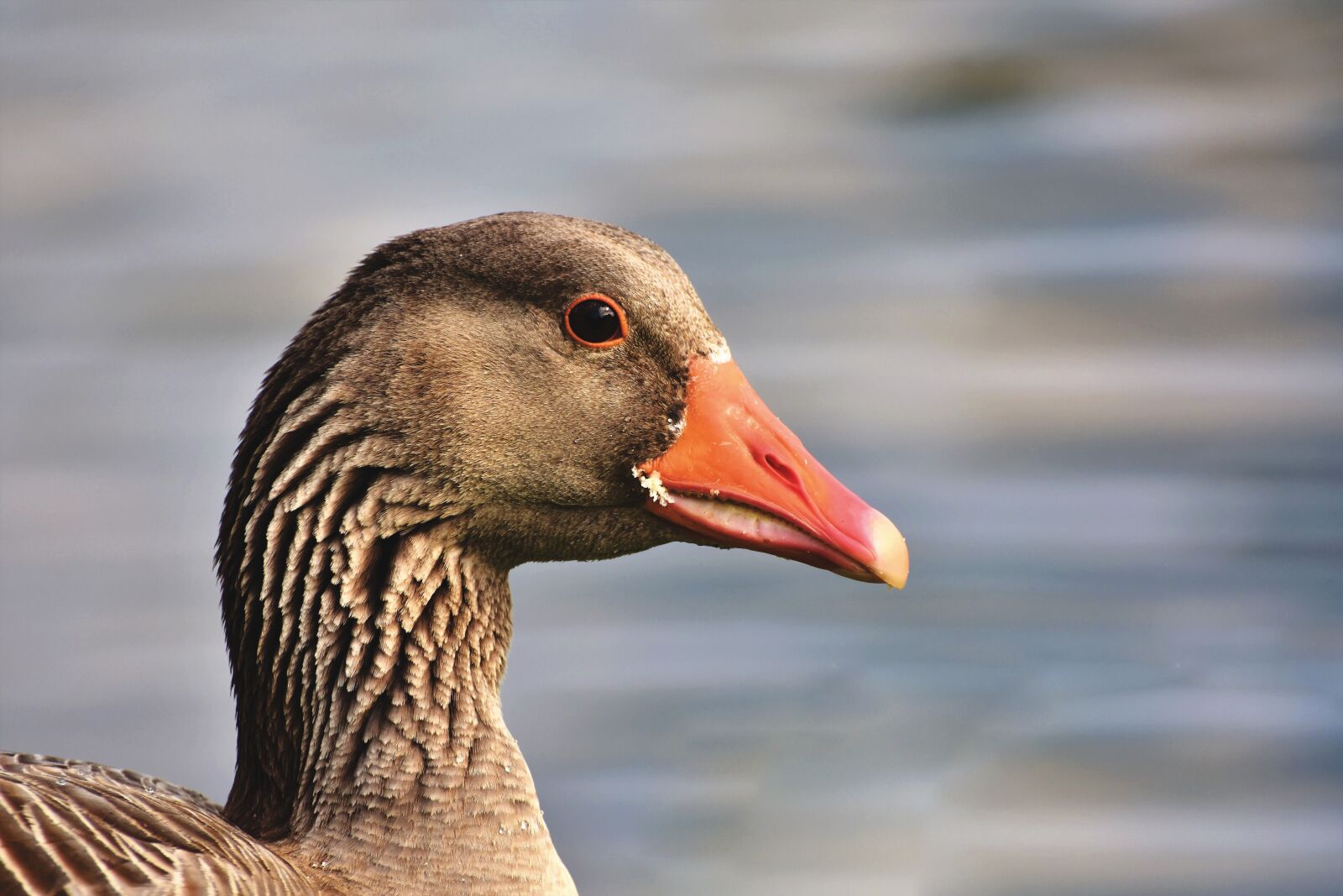 Nikon D7200 sample photo. Goose, greylag goose, water photography