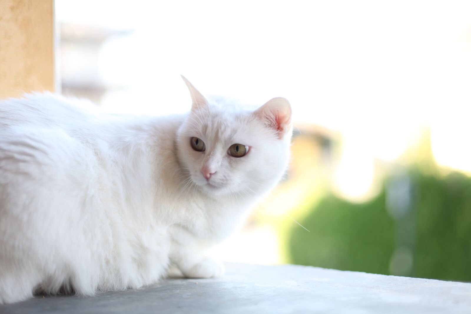 Canon EOS 5D Mark II sample photo. Cute, animal, domestic photography