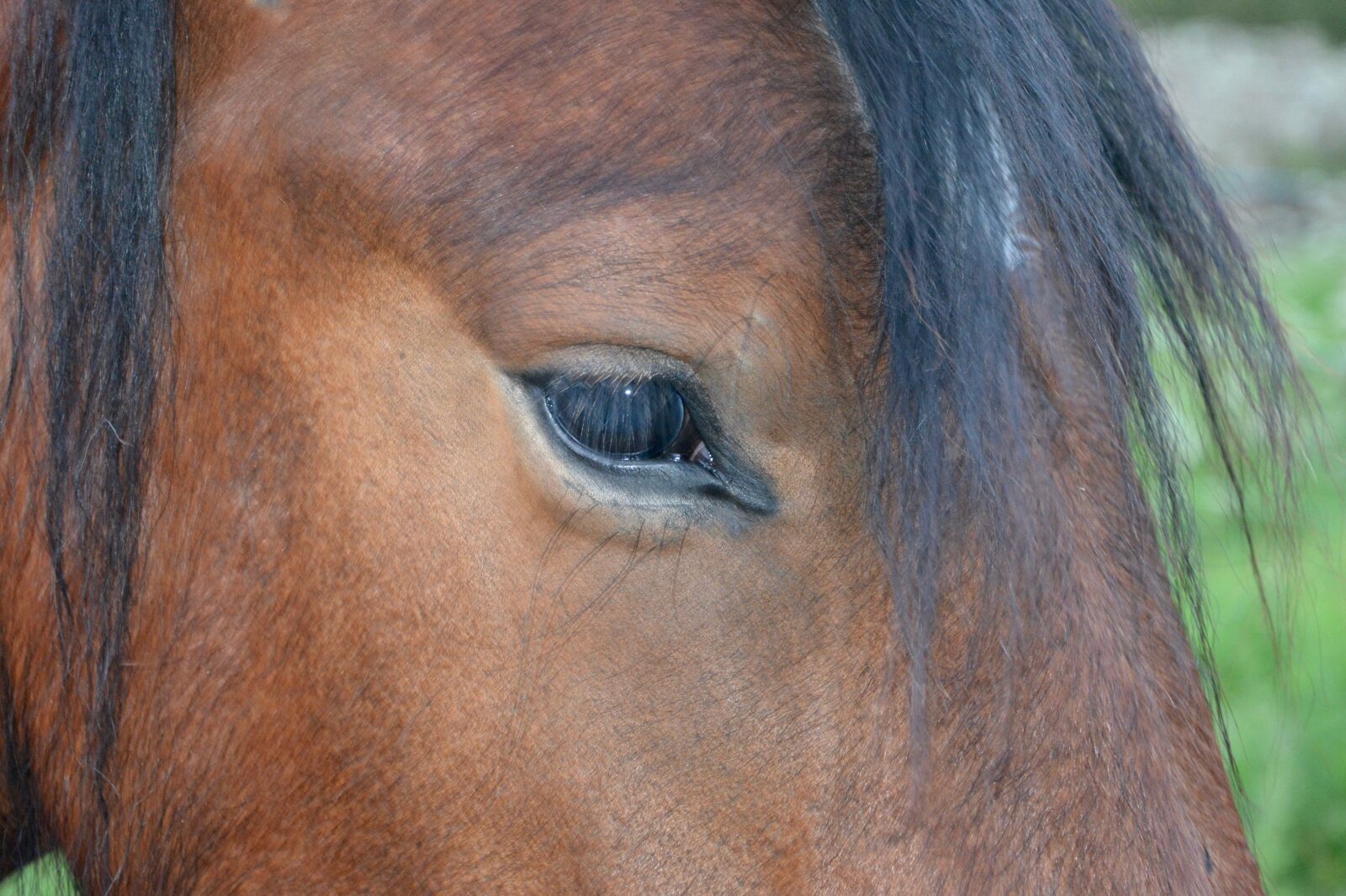 Nikon D5200 sample photo. Horse, eye, eyelashes photography