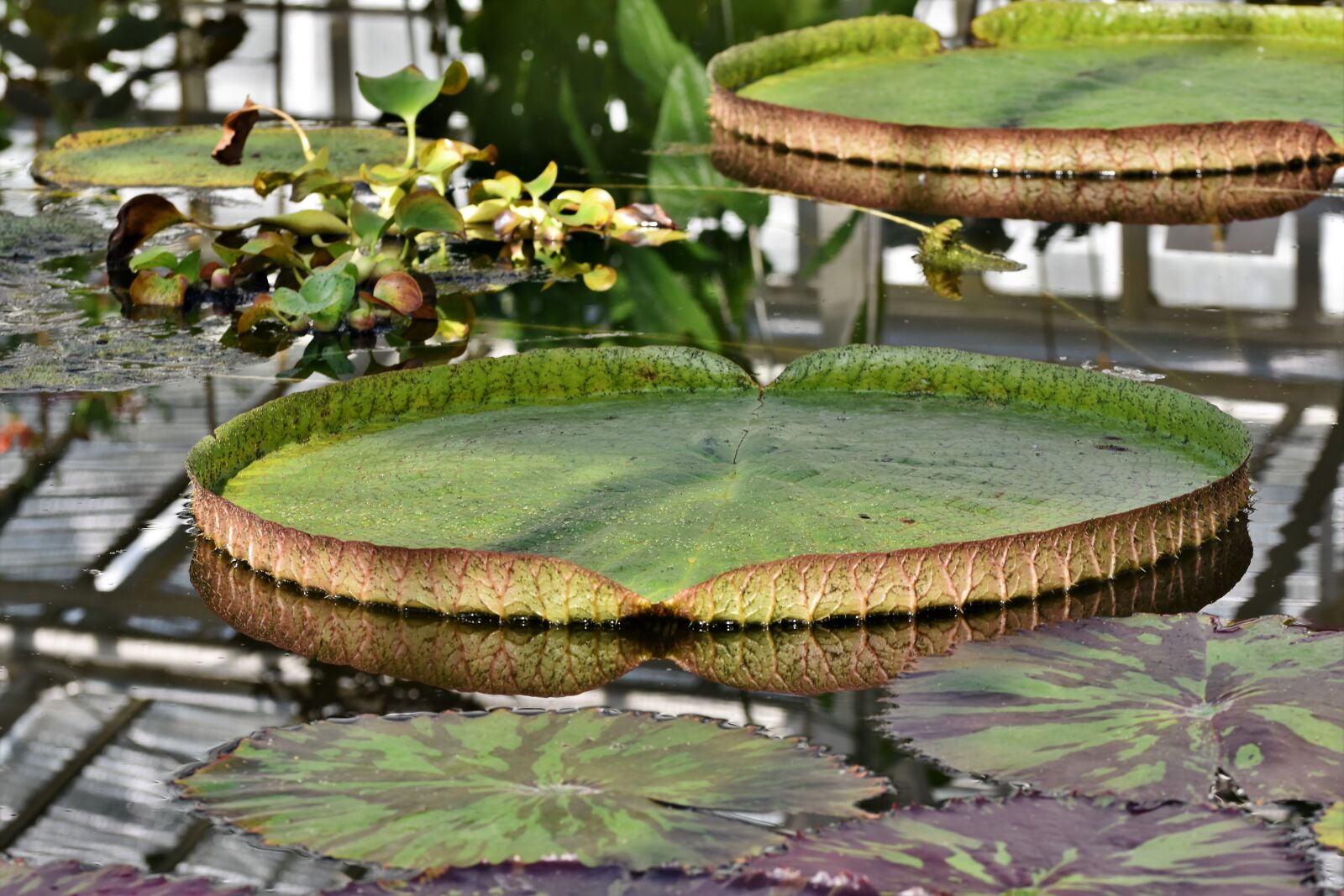Nikon D7200 sample photo. Lily pad, water lily photography