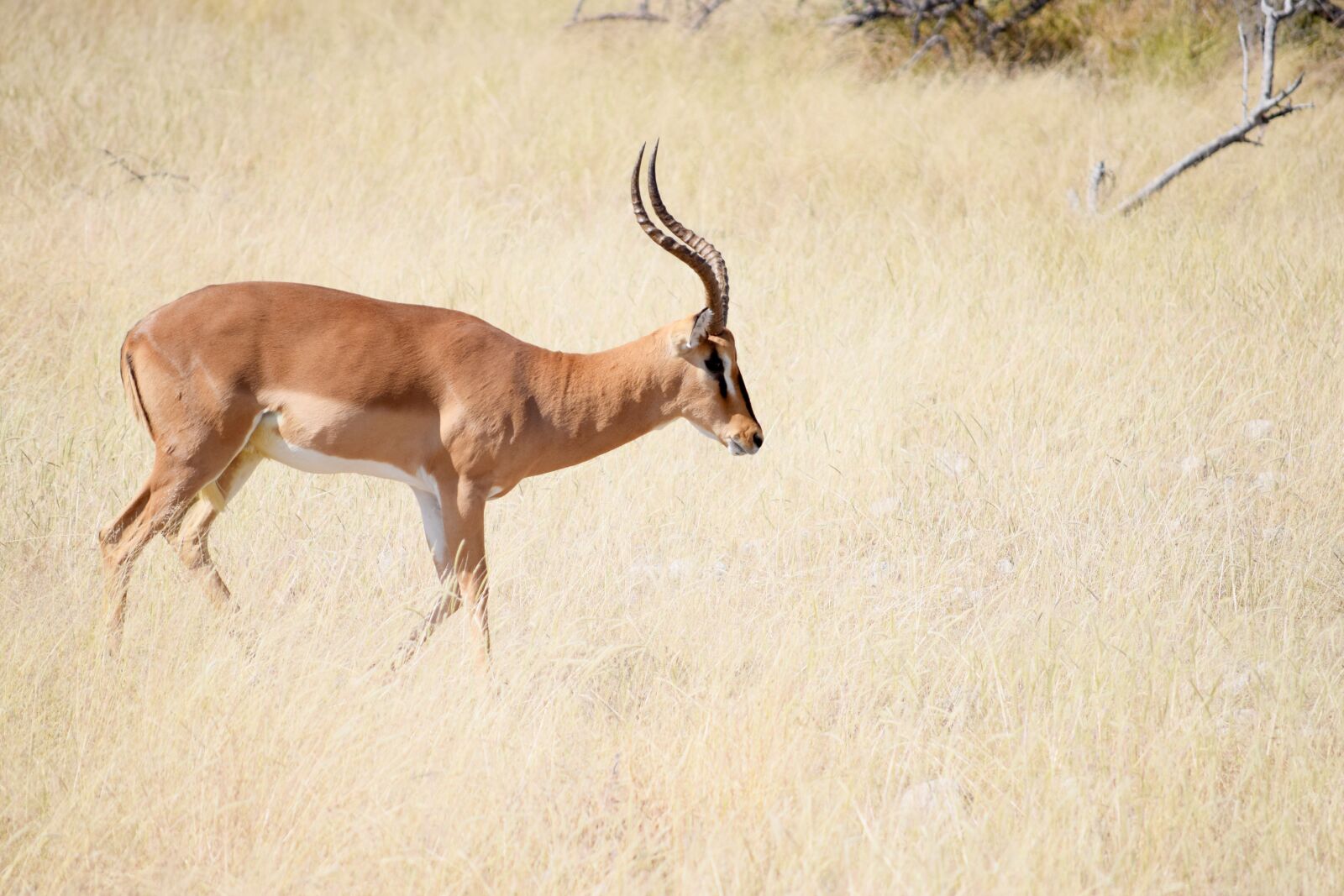 Nikon D5300 sample photo. Impala, antelope, africa photography