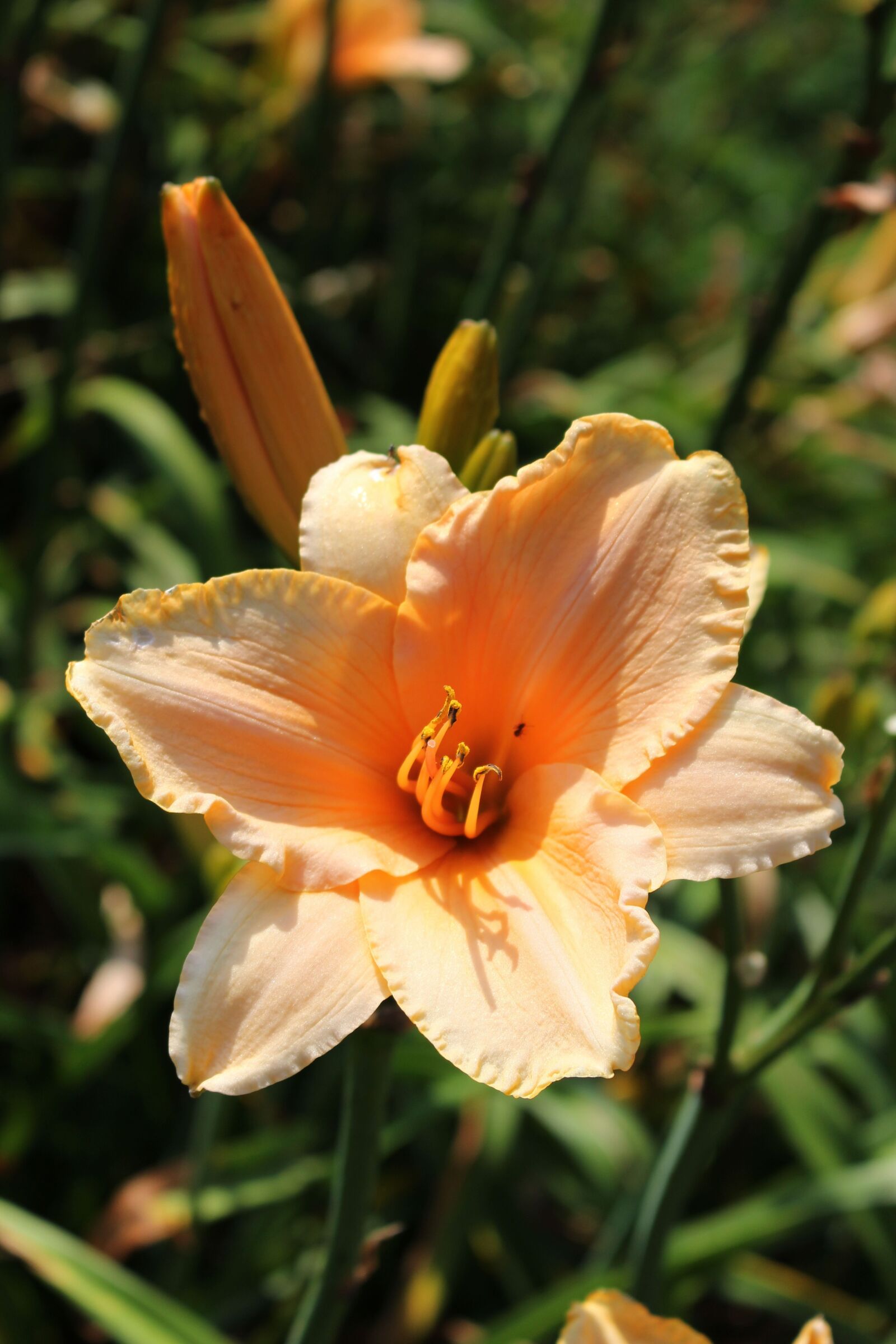 Canon EOS 700D (EOS Rebel T5i / EOS Kiss X7i) sample photo. Daylilies, day lilies, flower photography