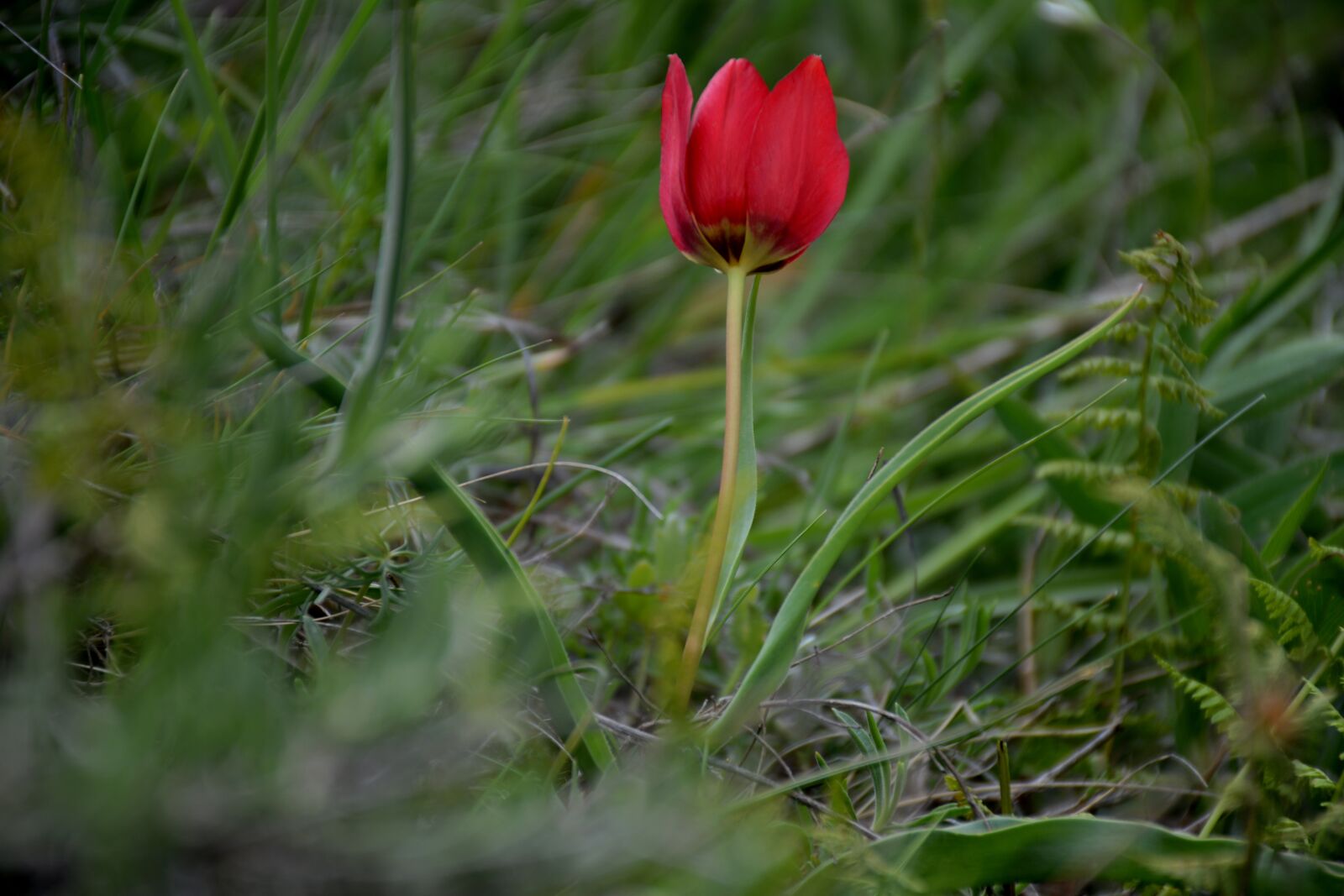 Nikon D7100 sample photo. Turkey, g m hane photography