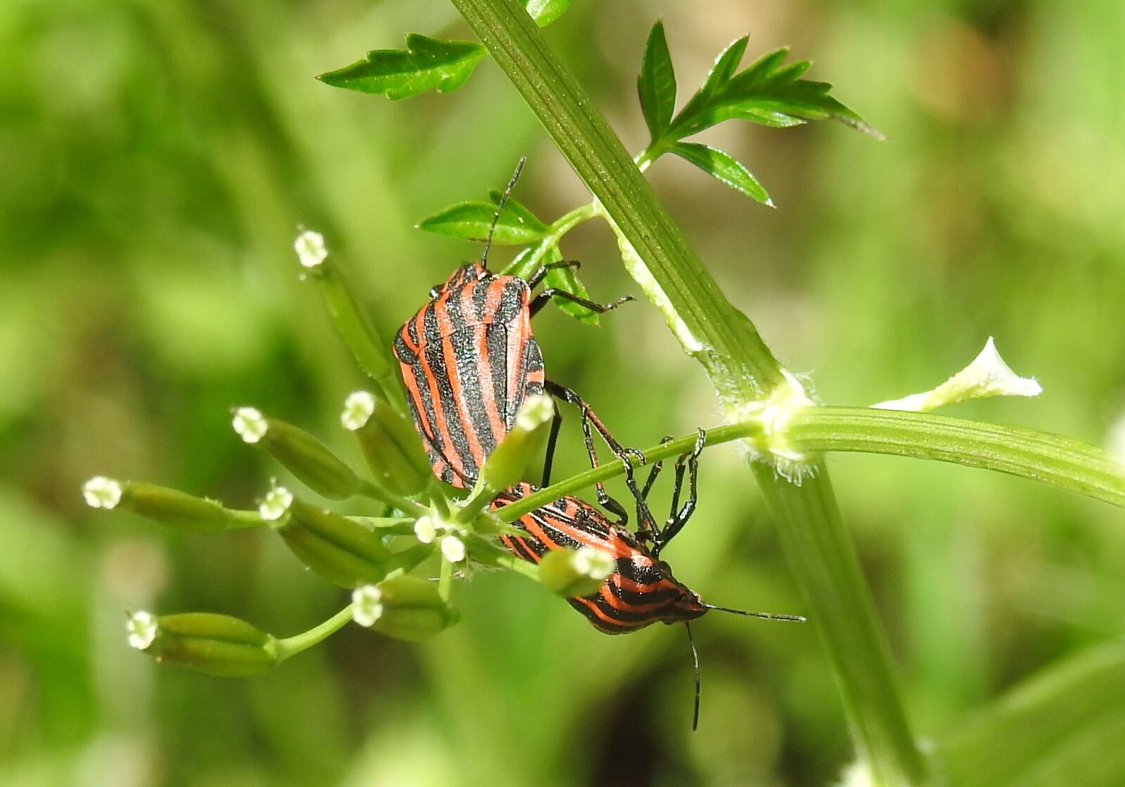 Nikon Coolpix P900 sample photo. Insect, nature, bug photography