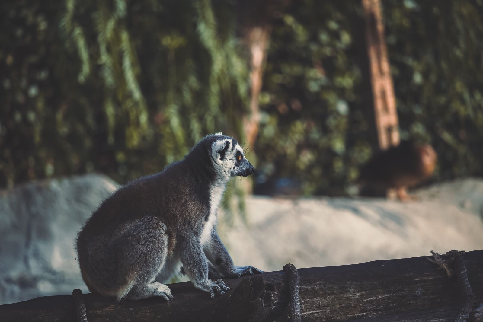 Canon EF-S 55-250mm F4-5.6 IS STM sample photo. Lemur, monkey, madagascar photography