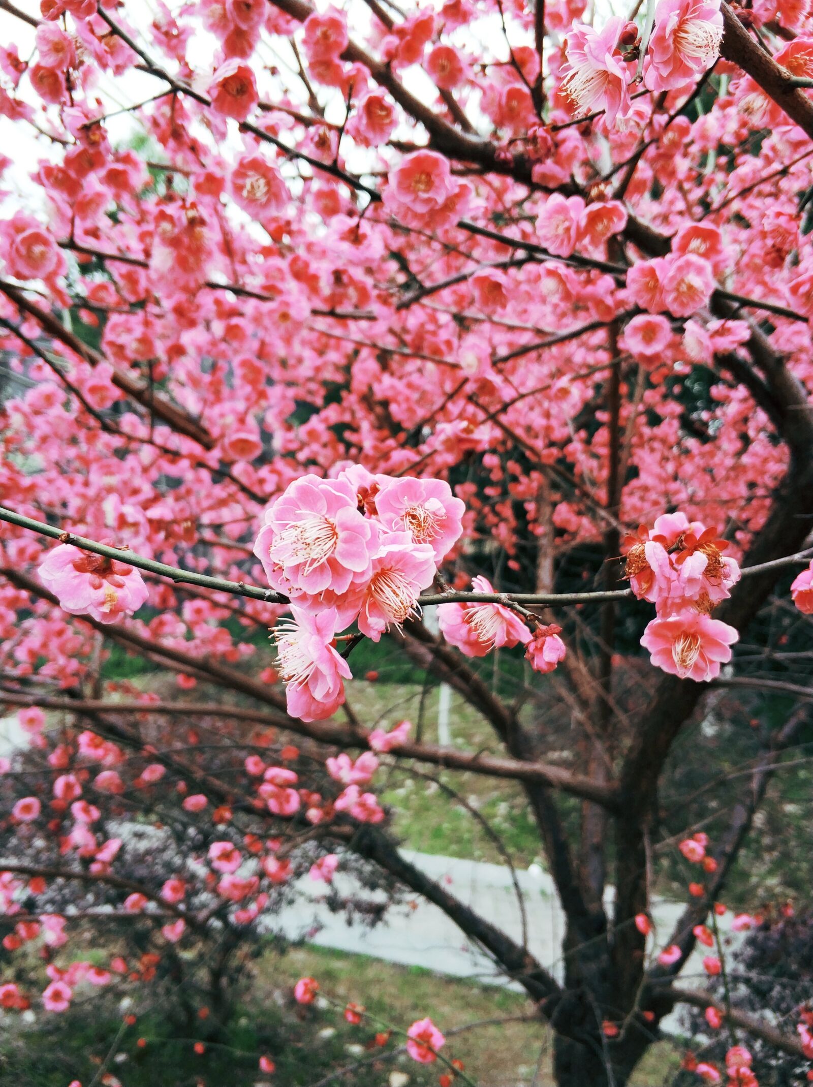 Xiaomi MI6 sample photo. Plum blossom, flower, spring photography