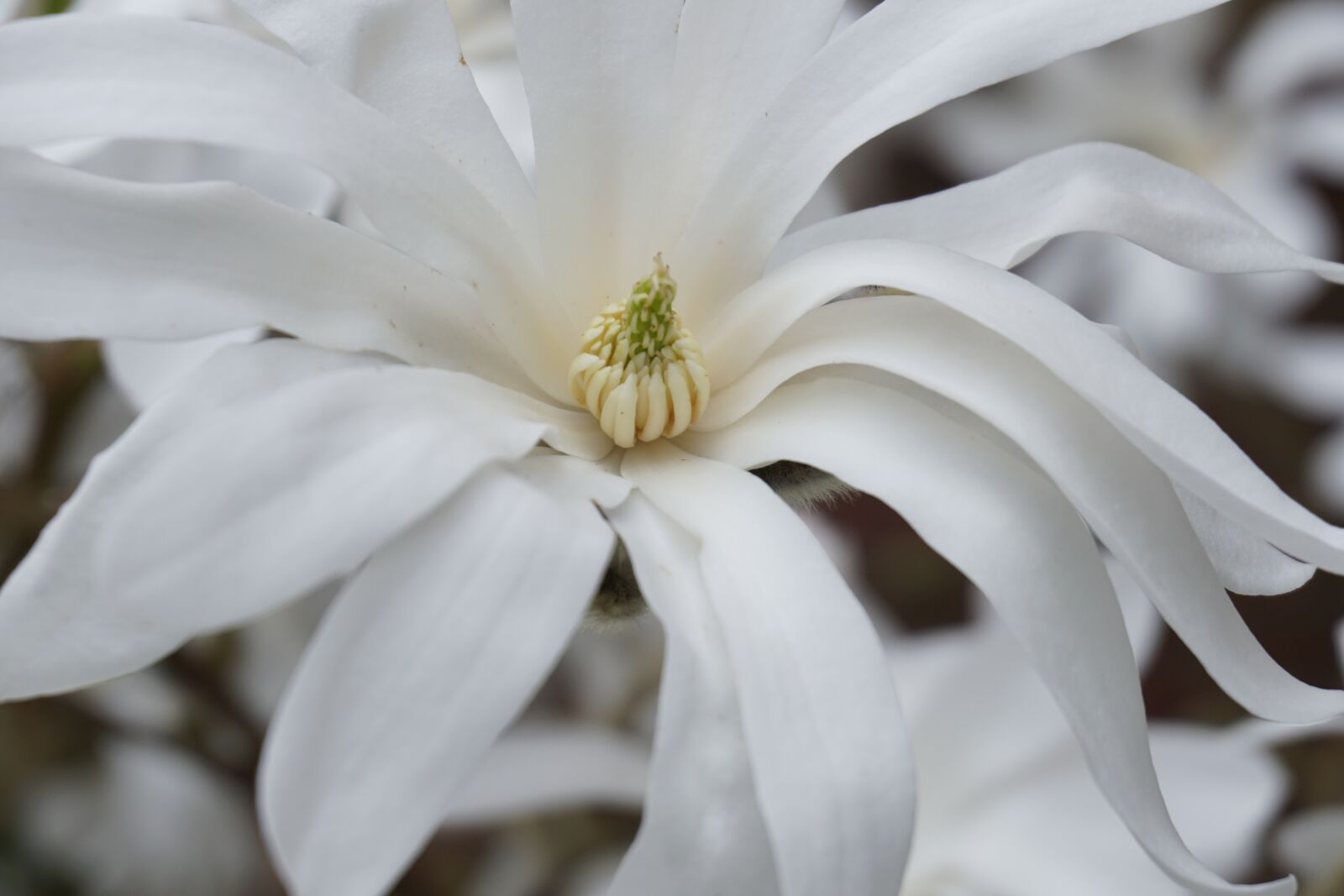 Sony a6000 sample photo. Tulip tree, blossom, bloom photography