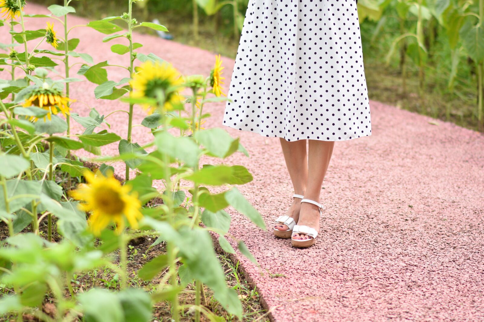 Nikon D7200 sample photo. Sunflower, yellow, flora photography