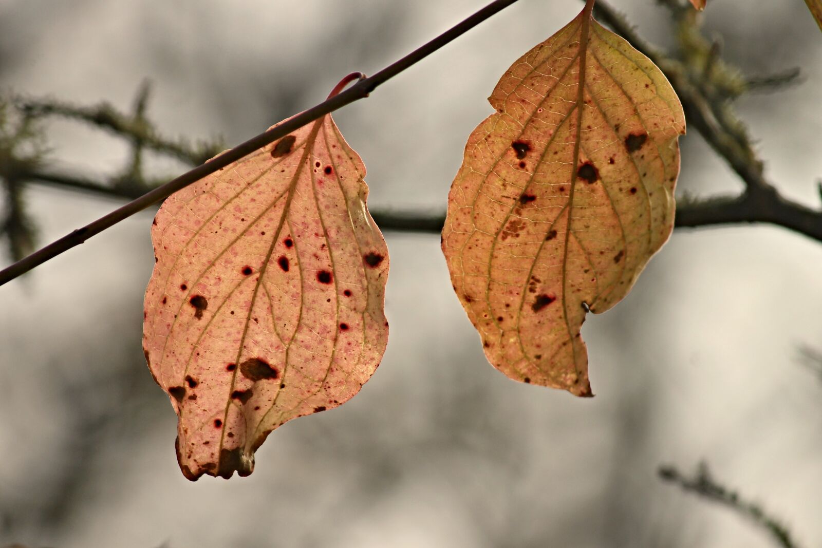 Canon EOS 1100D (EOS Rebel T3 / EOS Kiss X50) sample photo. Fall foliage, leaves, two photography