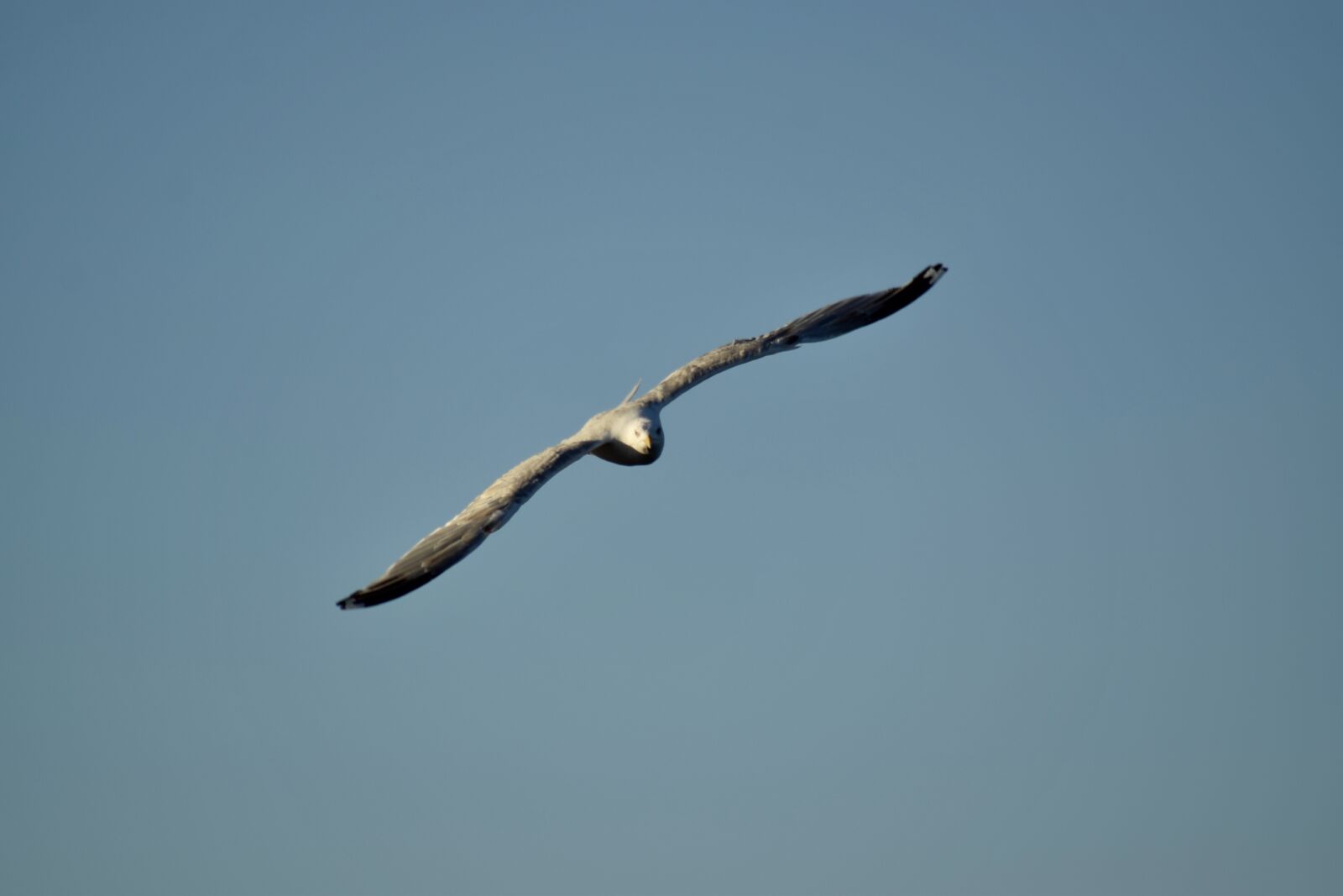 Nikon D3300 sample photo. Mew gull, sea bird photography