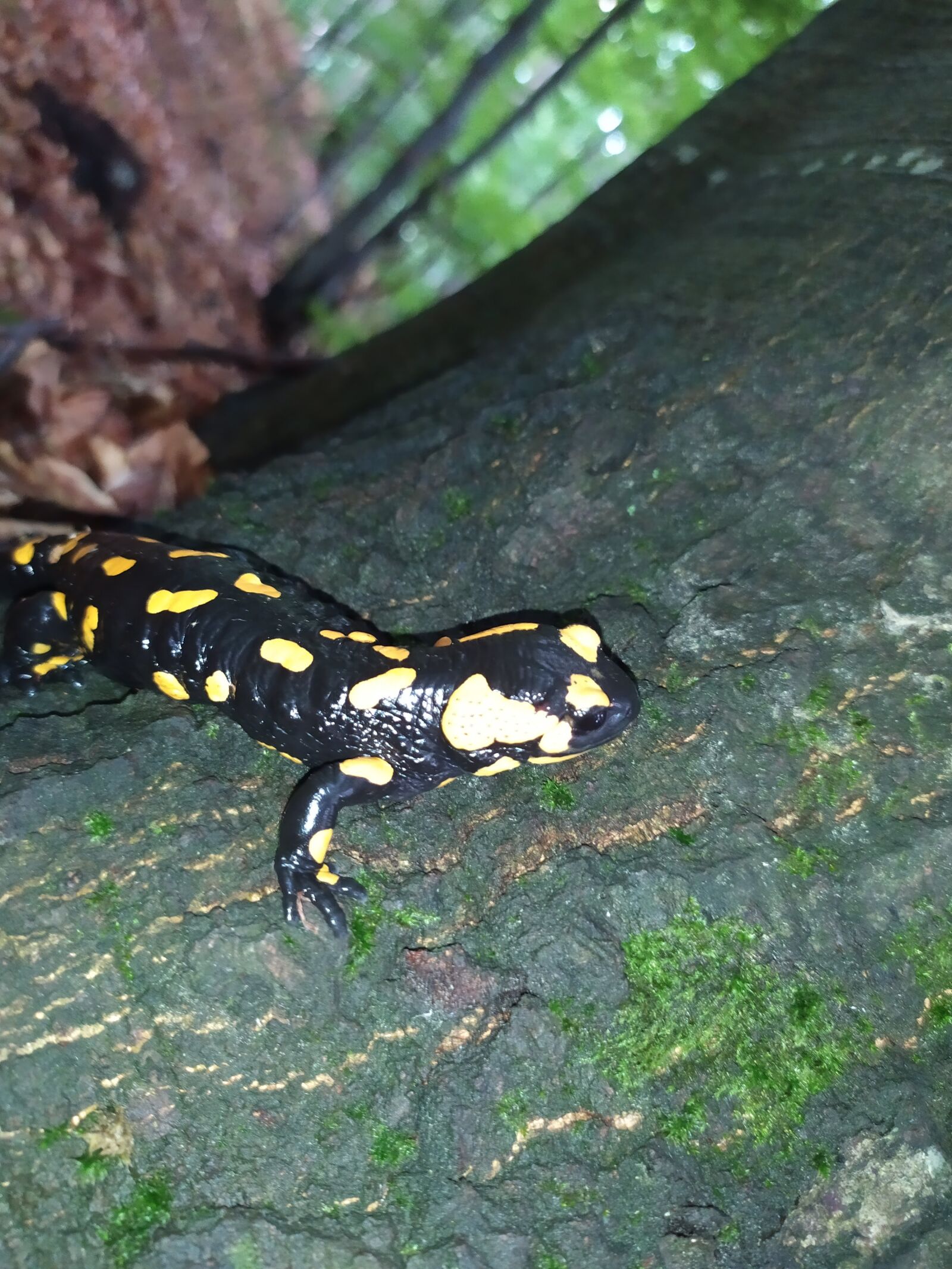 Xiaomi Redmi Note 7 sample photo. Amphibians, salamander, fire salamander photography