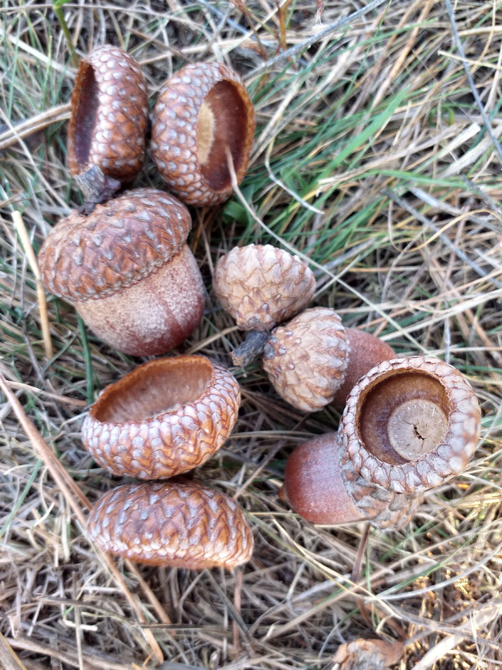 Samsung Galaxy J6+ sample photo. Autumn, nature, acorn photography