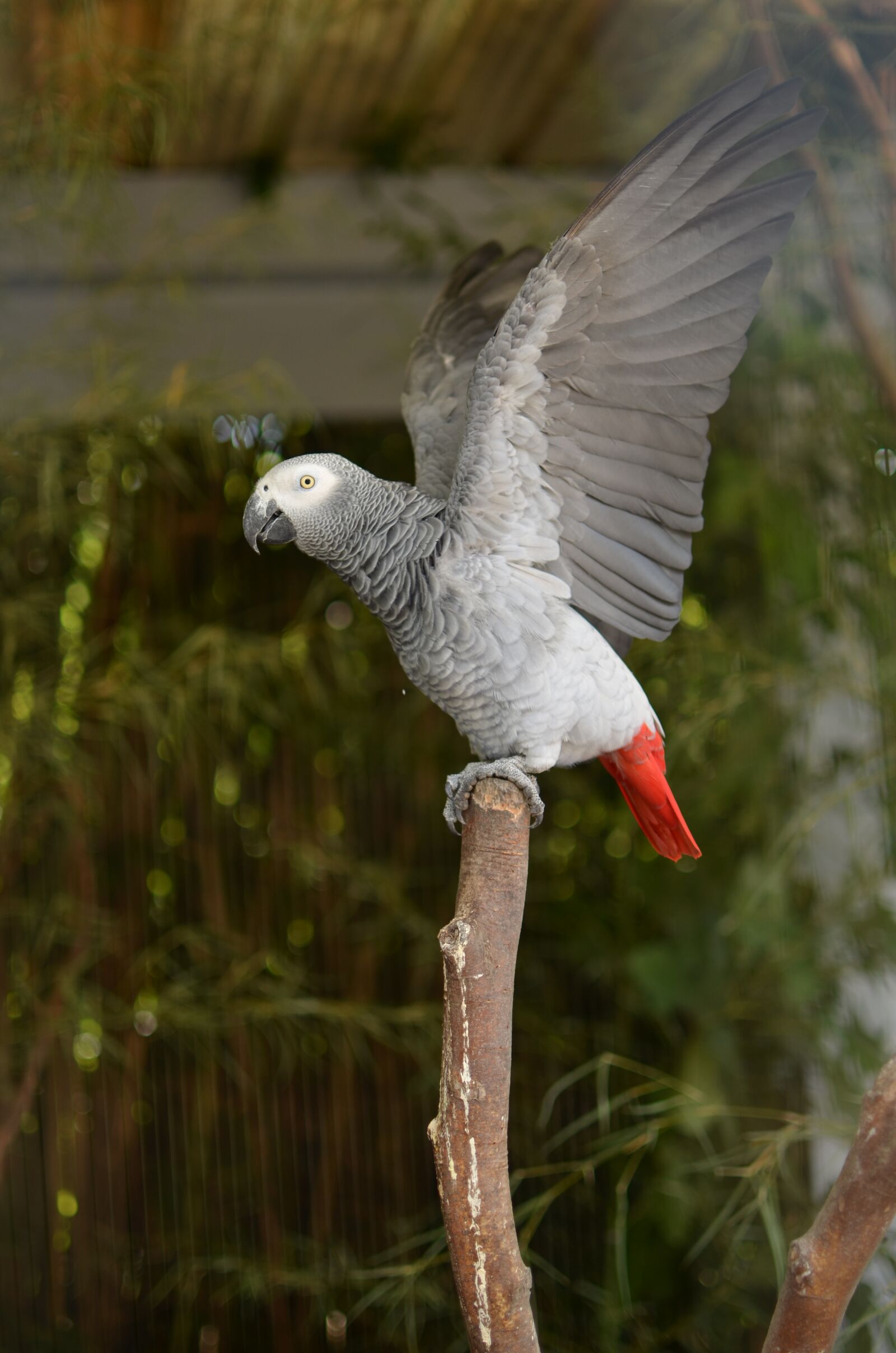 Nikon D5100 sample photo. Birds, parrot, zoo photography