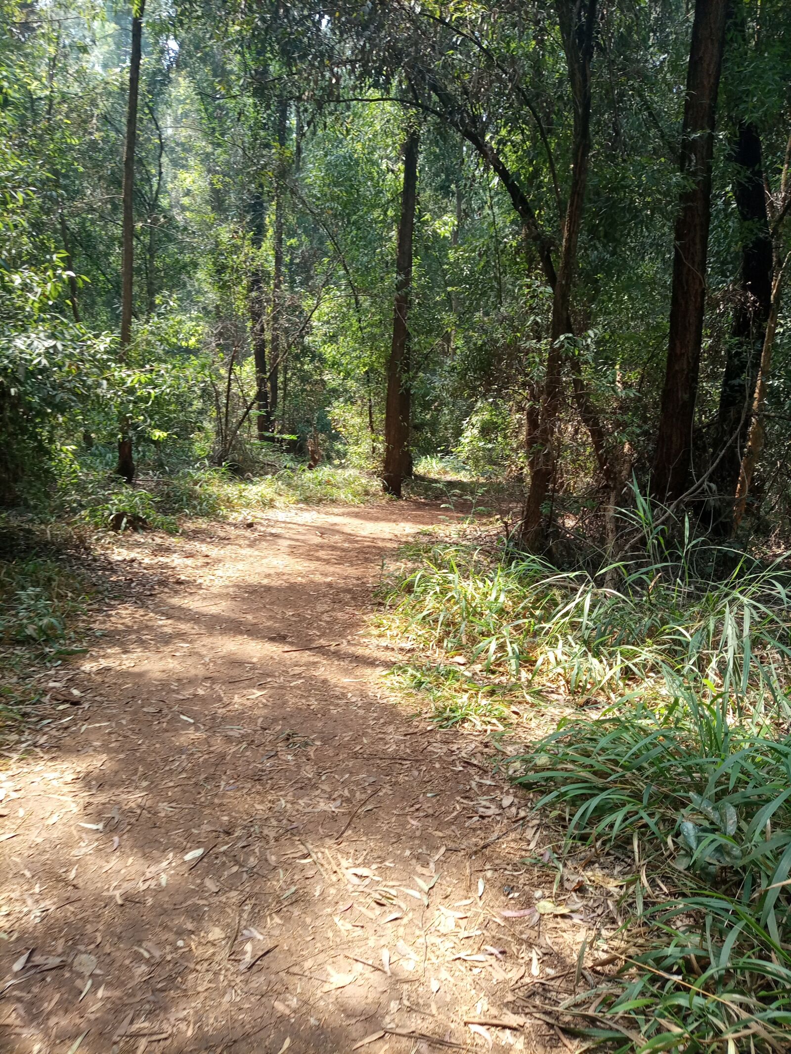 INFINIX MOBILITY LIMITED Infinix X656 sample photo. Forest trail, nature, road photography
