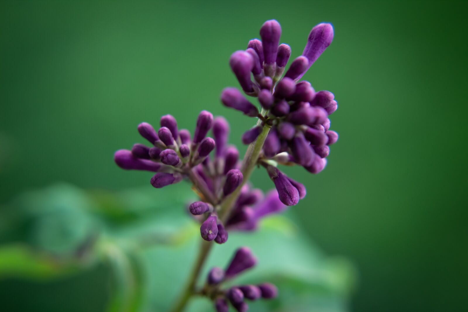 Canon EOS 1200D (EOS Rebel T5 / EOS Kiss X70 / EOS Hi) sample photo. Flower, purple, bloom photography