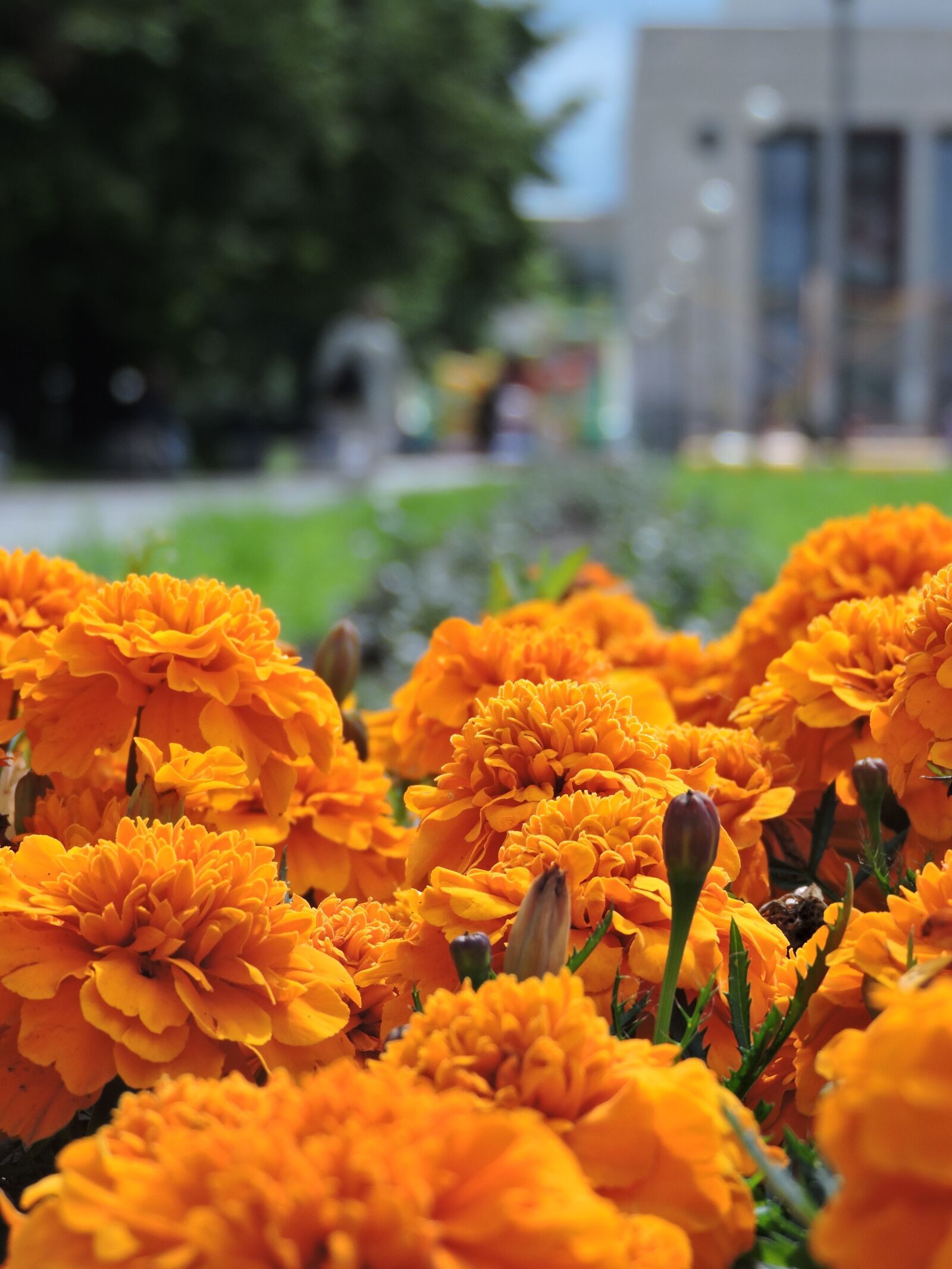 Nikon Coolpix P530 sample photo. Marigold, flowers, yellow photography