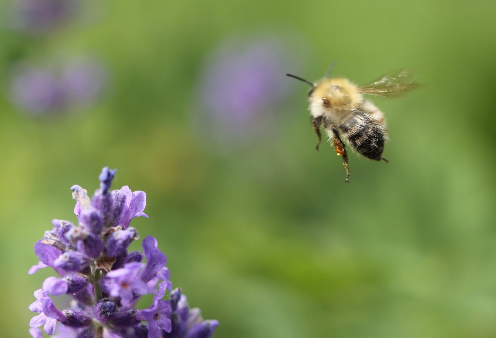 Canon EF 100mm F2.8L Macro IS USM sample photo. Bee, lavender, insect photography