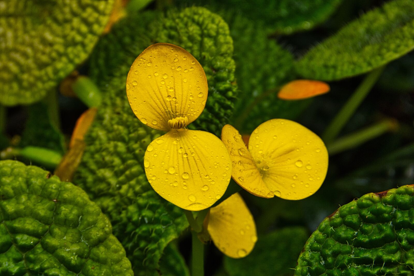 Panasonic Lumix DMC-FZ40 (Lumix DMC-FZ45) sample photo. Yellow, leaves, nature photography