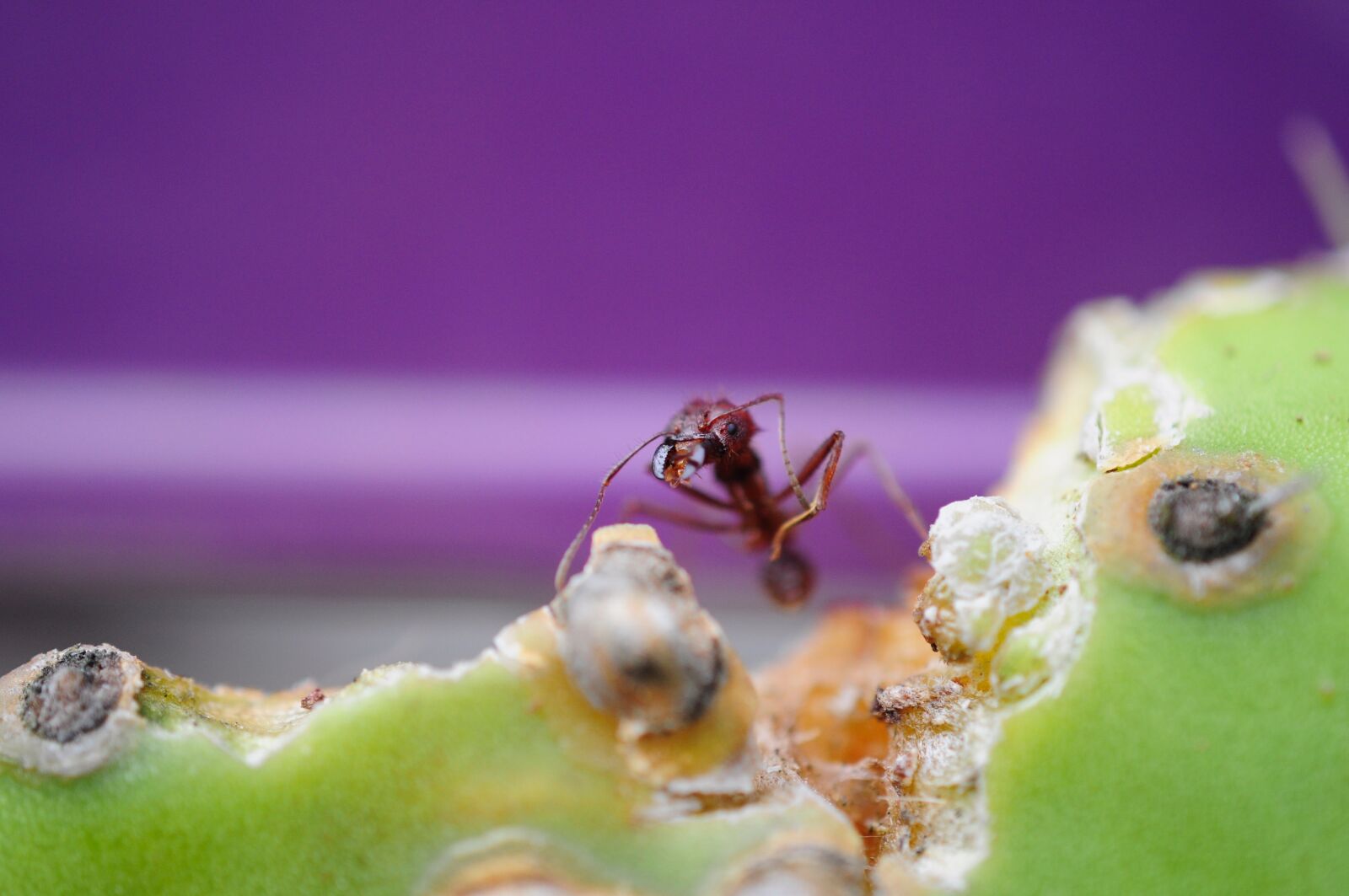 Nikon D5000 sample photo. Ant, macro, cactus photography