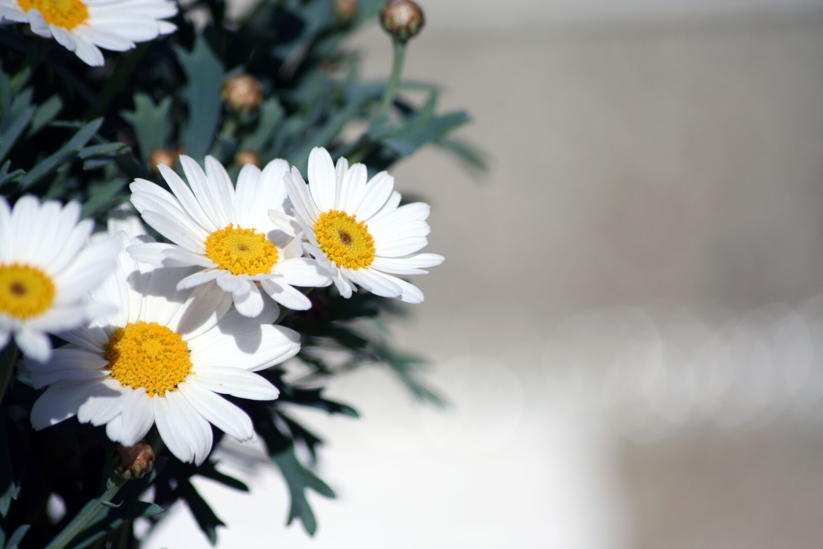 Canon EOS 350D (EOS Digital Rebel XT / EOS Kiss Digital N) sample photo. Daisies, flowers, flower photography