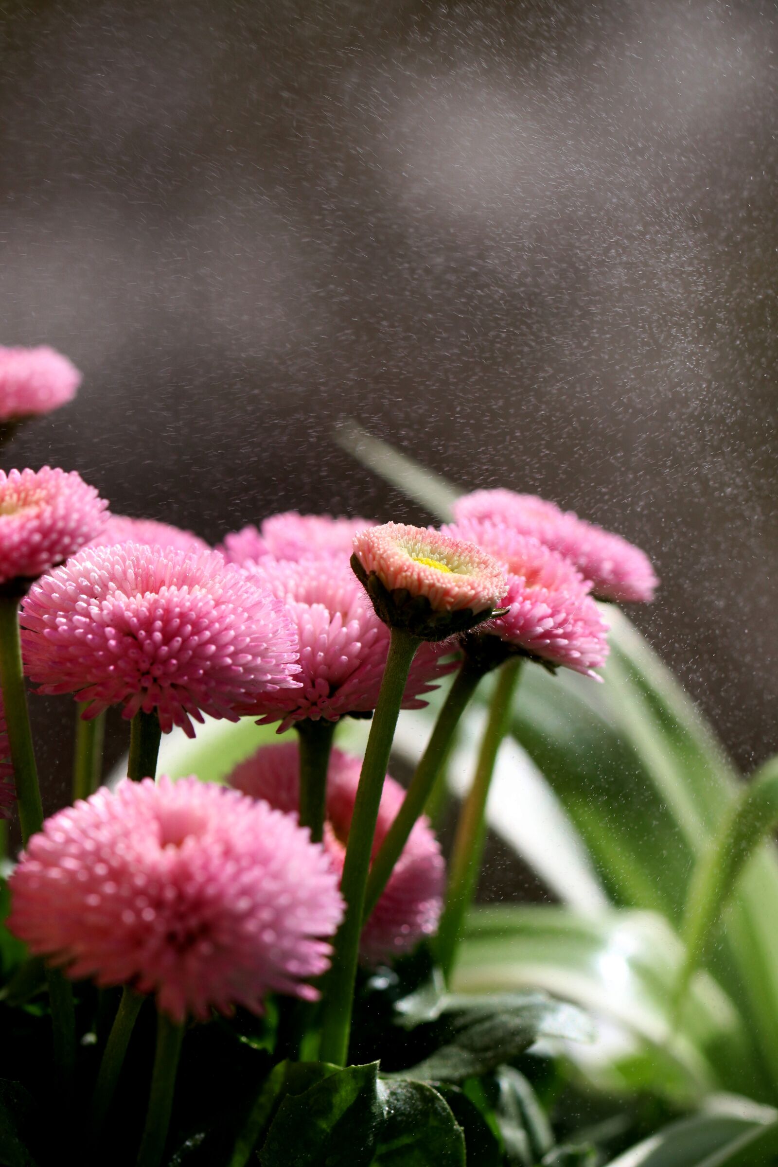Canon EOS 80D sample photo. Flower, pink, garden photography