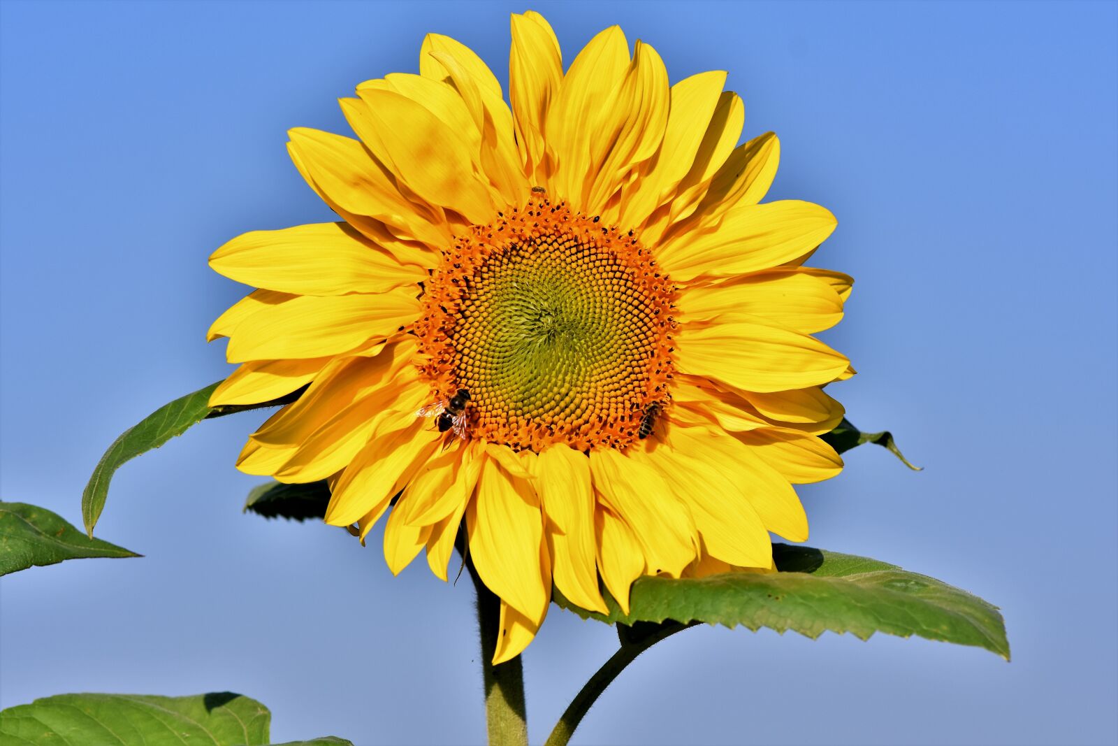 Nikon D7200 sample photo. Sunflower, flower, petals photography