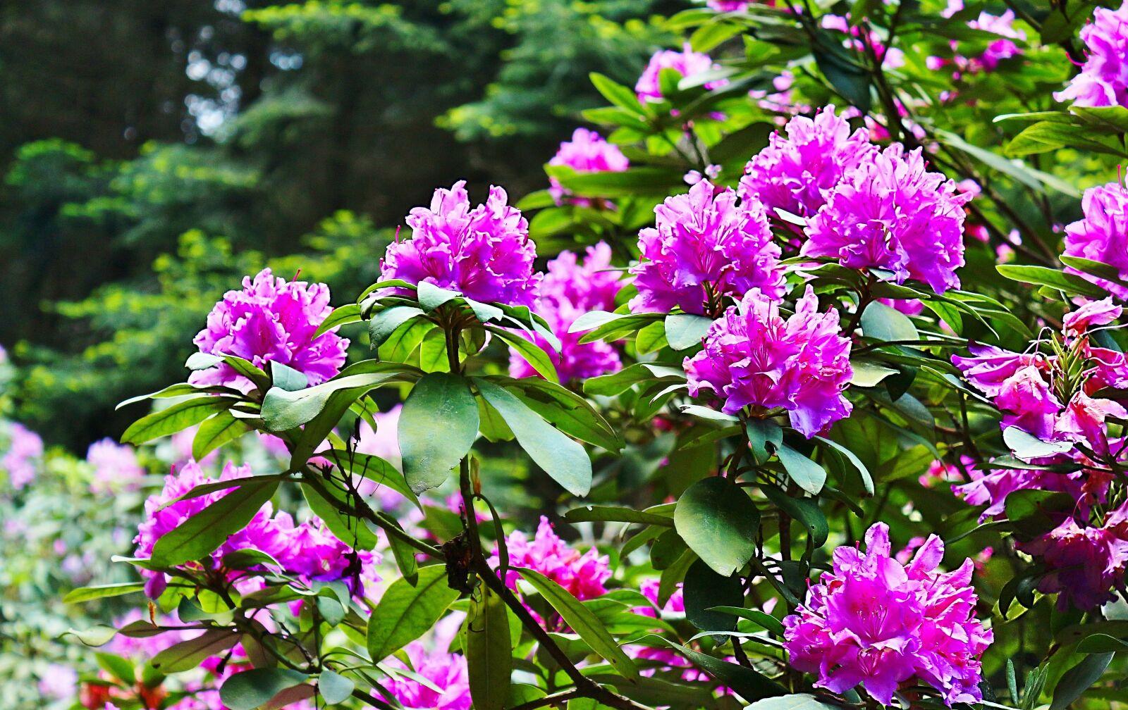 Canon EOS 650D (EOS Rebel T4i / EOS Kiss X6i) sample photo. Flower, spring, canon photography