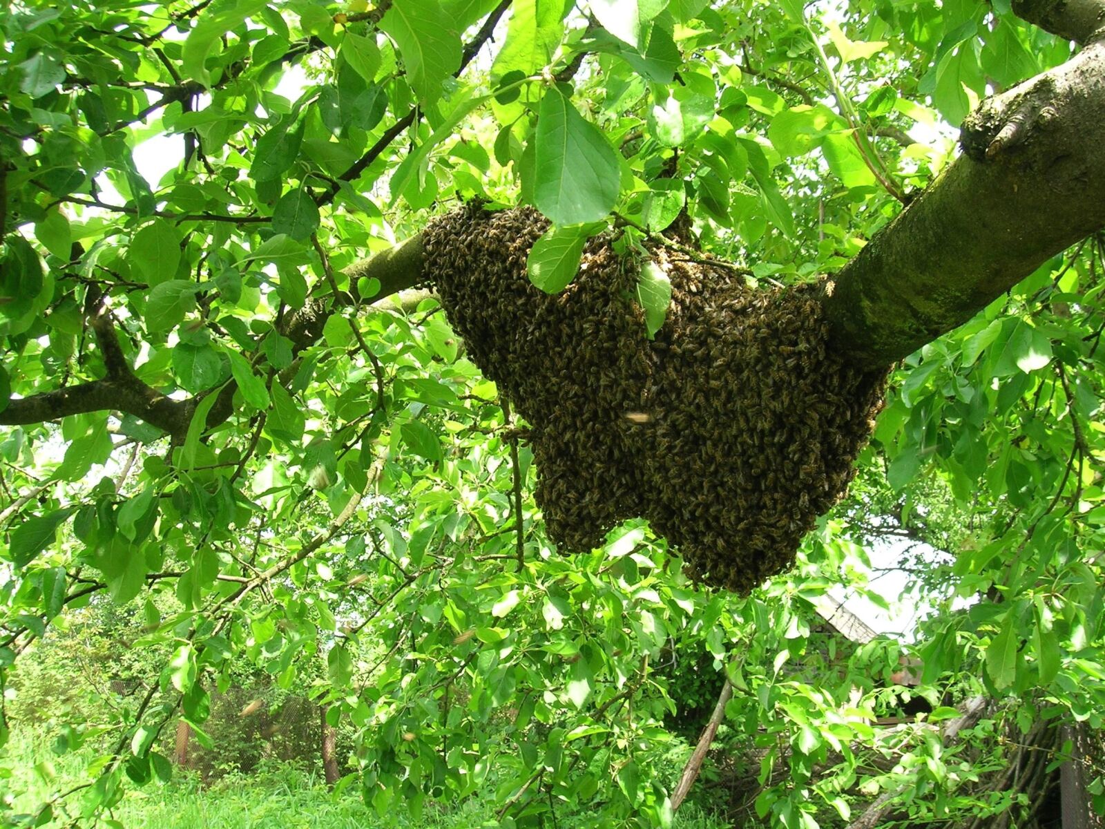 Nikon E5600 sample photo. Bee, insect, swarm, wood photography