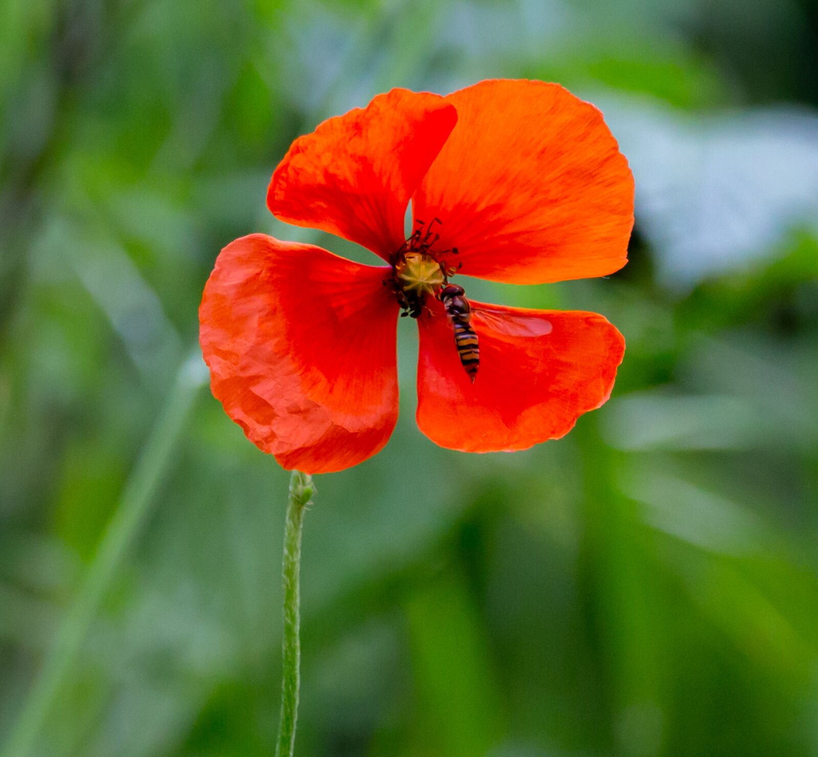 150-600mm F5-6.3 DG OS HSM | Contemporary 015 sample photo. Poppy, green, red photography