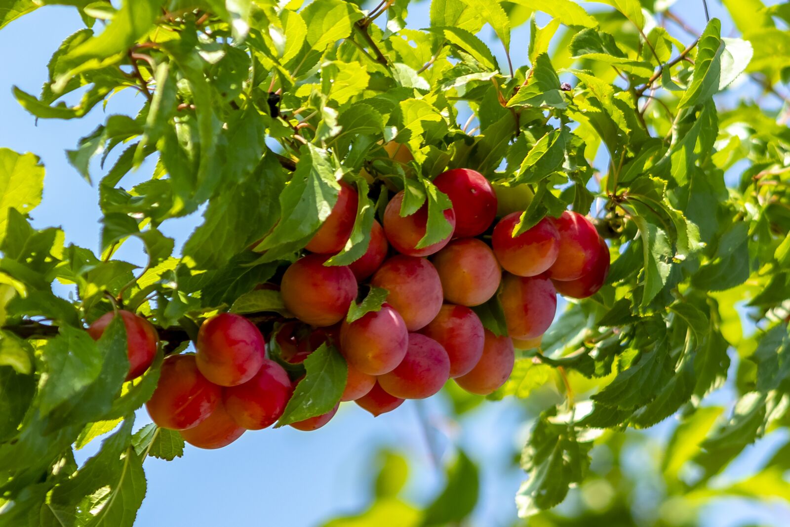 Canon EF75-300mm f/4-5.6 sample photo. Plum, fruit, plum tree photography