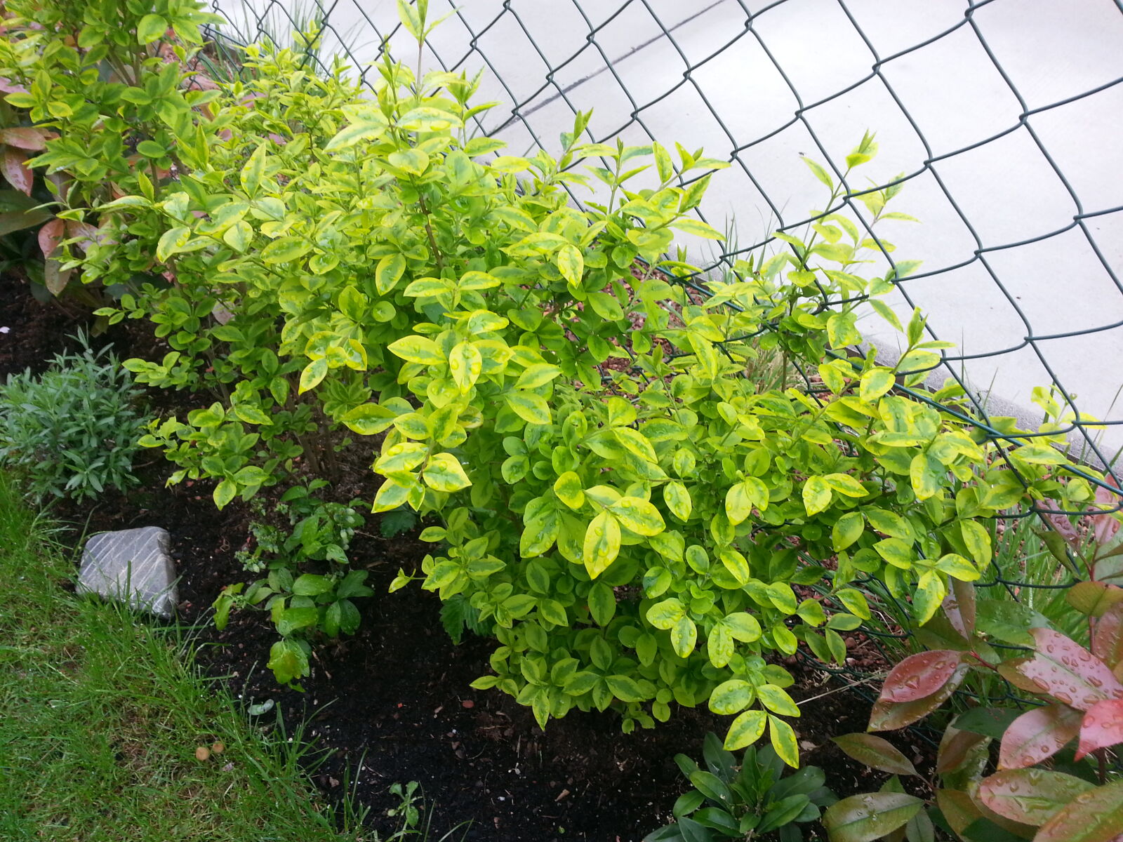 Samsung Galaxy S3 sample photo