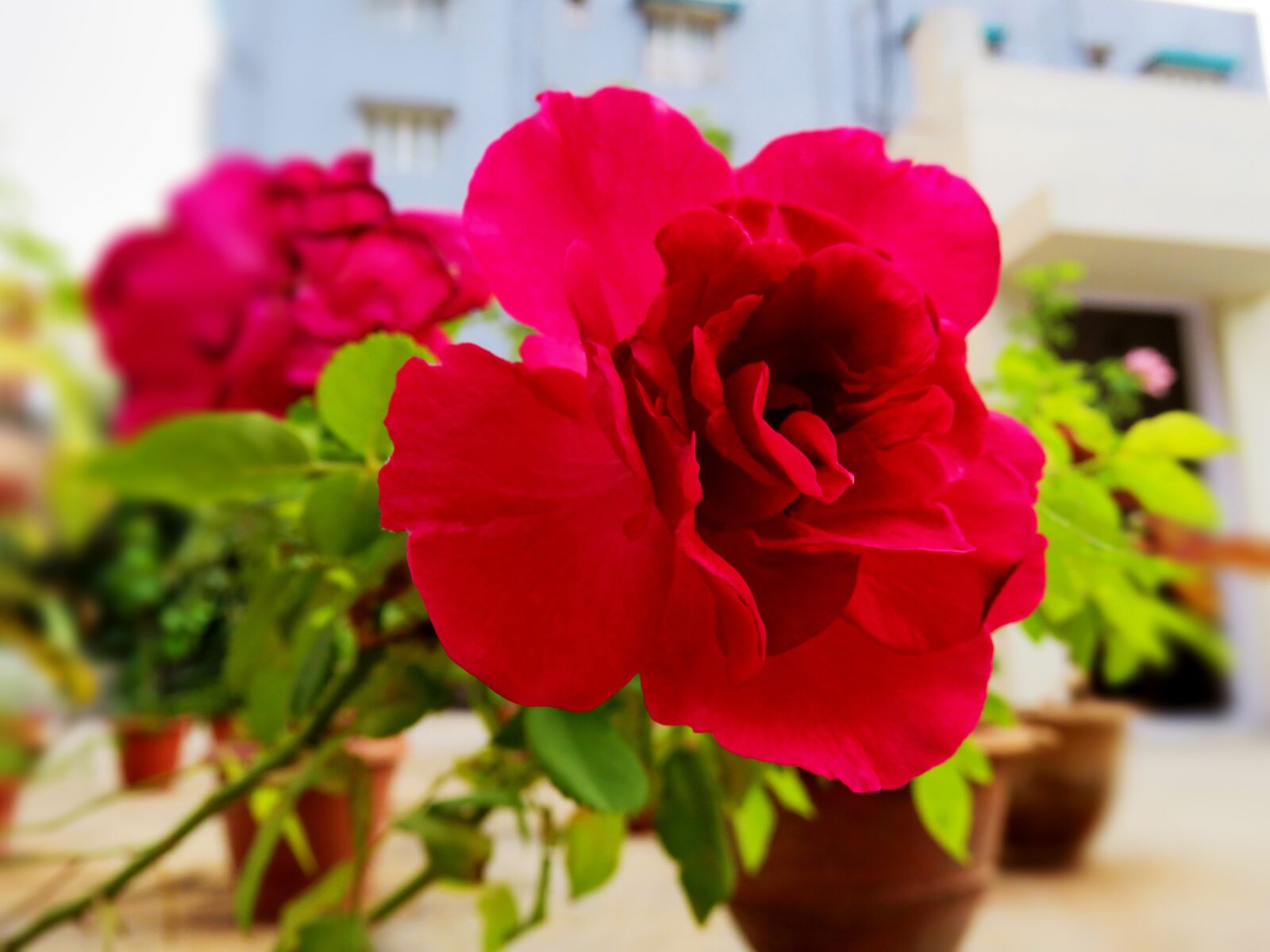 Canon PowerShot SX60 HS sample photo. Red rose, rose, red photography